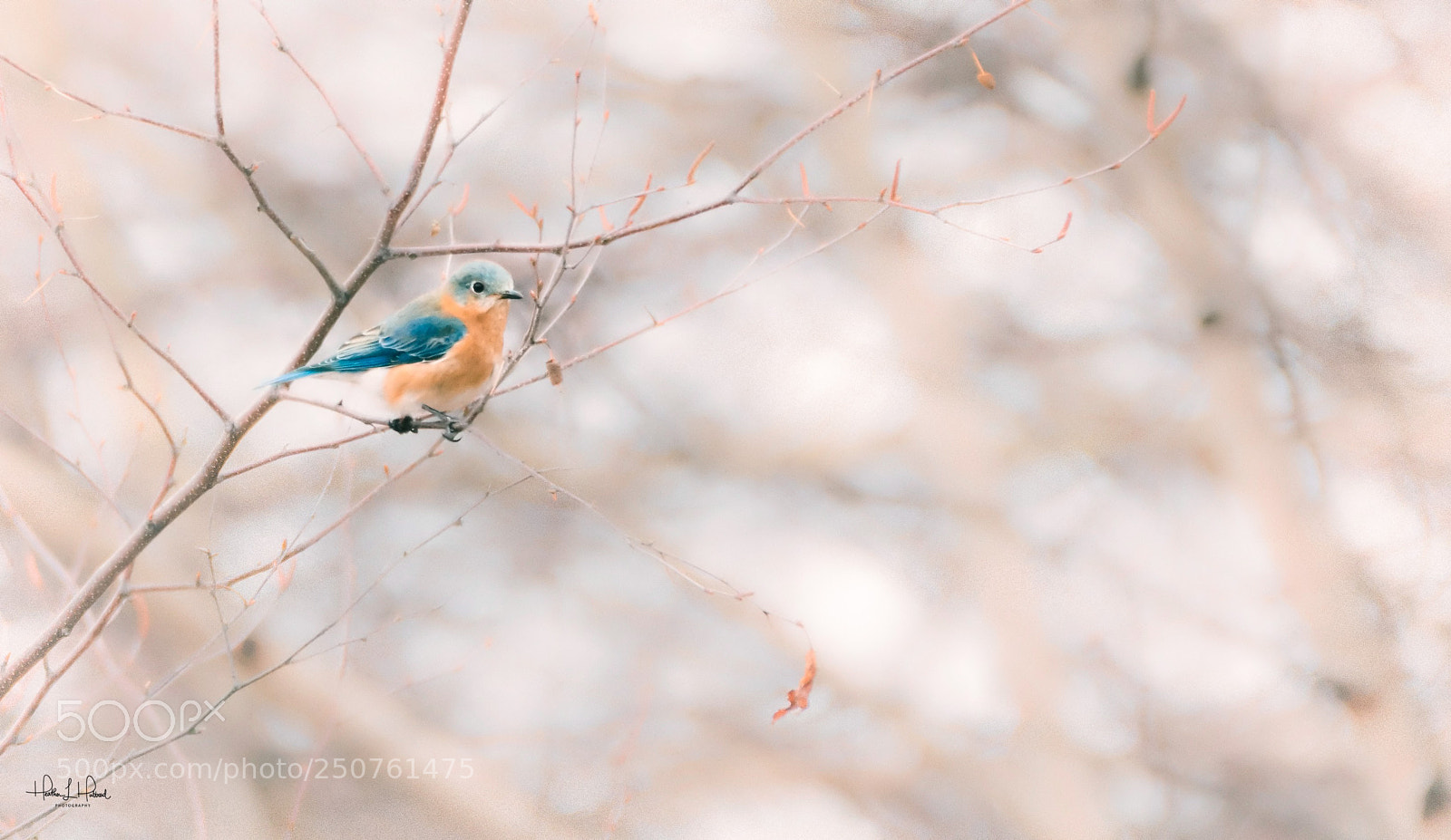 Nikon D810 sample photo. The female eastern bluebird photography