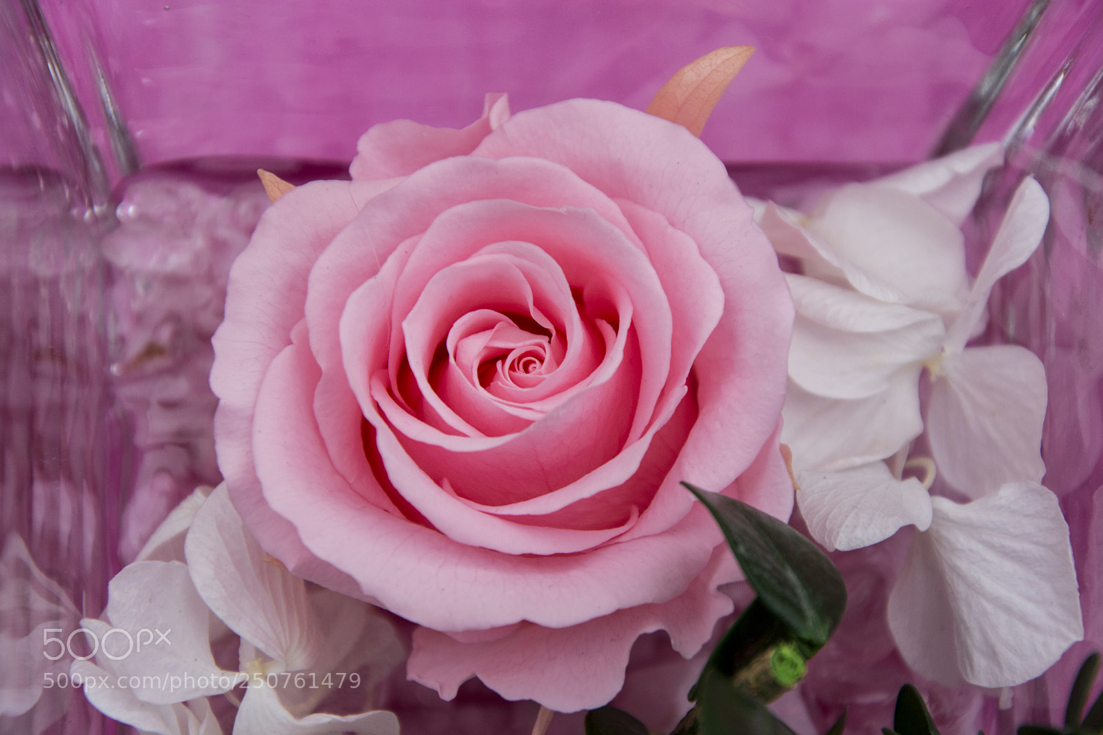Nikon D5200 sample photo. Floral arrangement. pink rose photography