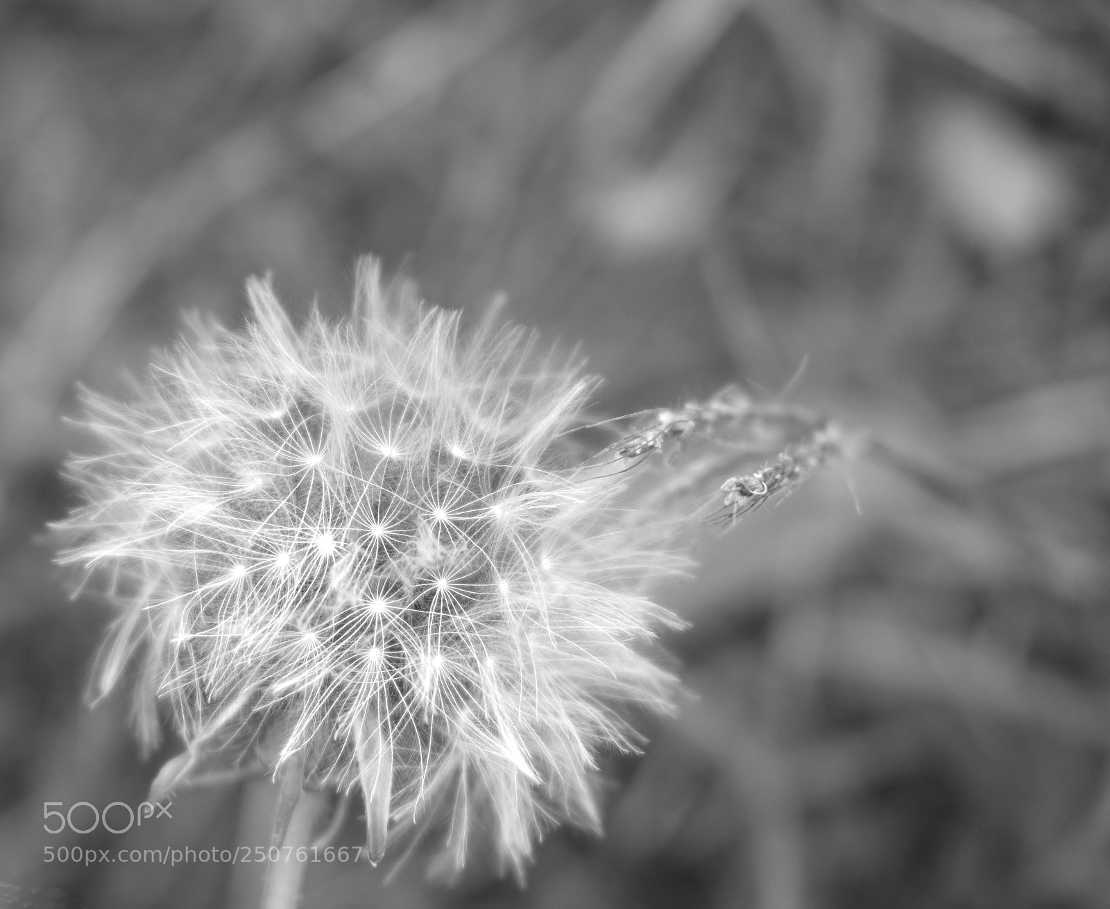 Nikon D5300 sample photo. Black & white photography