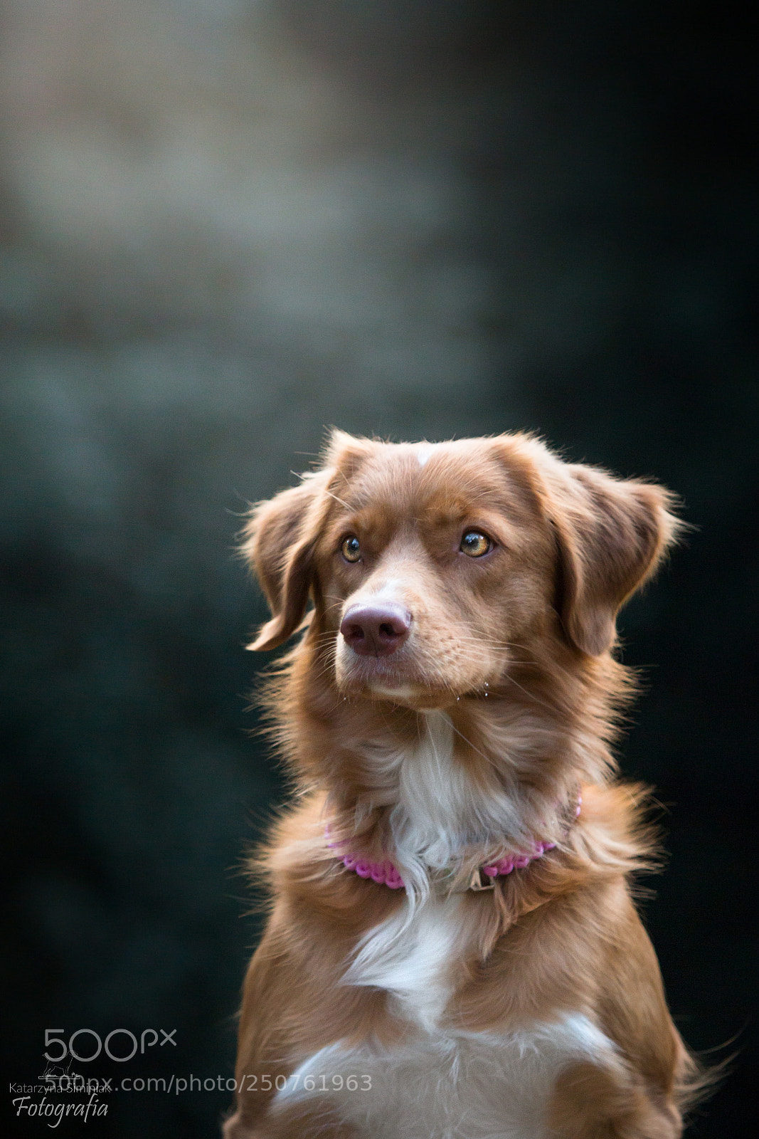 Canon EOS 70D sample photo. Lovely thalia photography