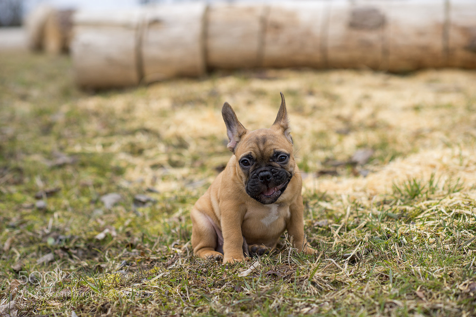 Nikon Df sample photo. Elvis photography