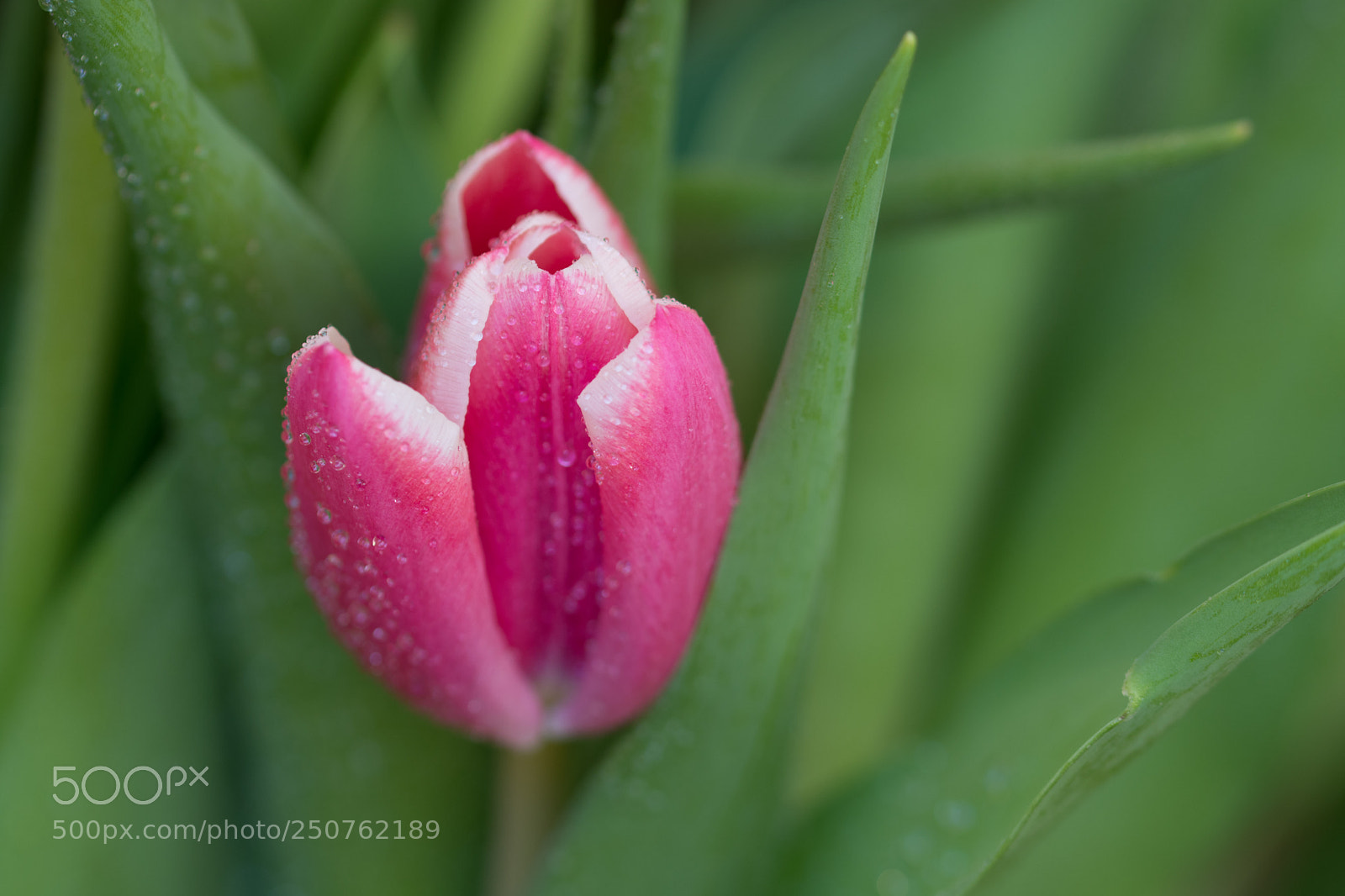 Nikon D7200 sample photo. Tulip festival 3. photography