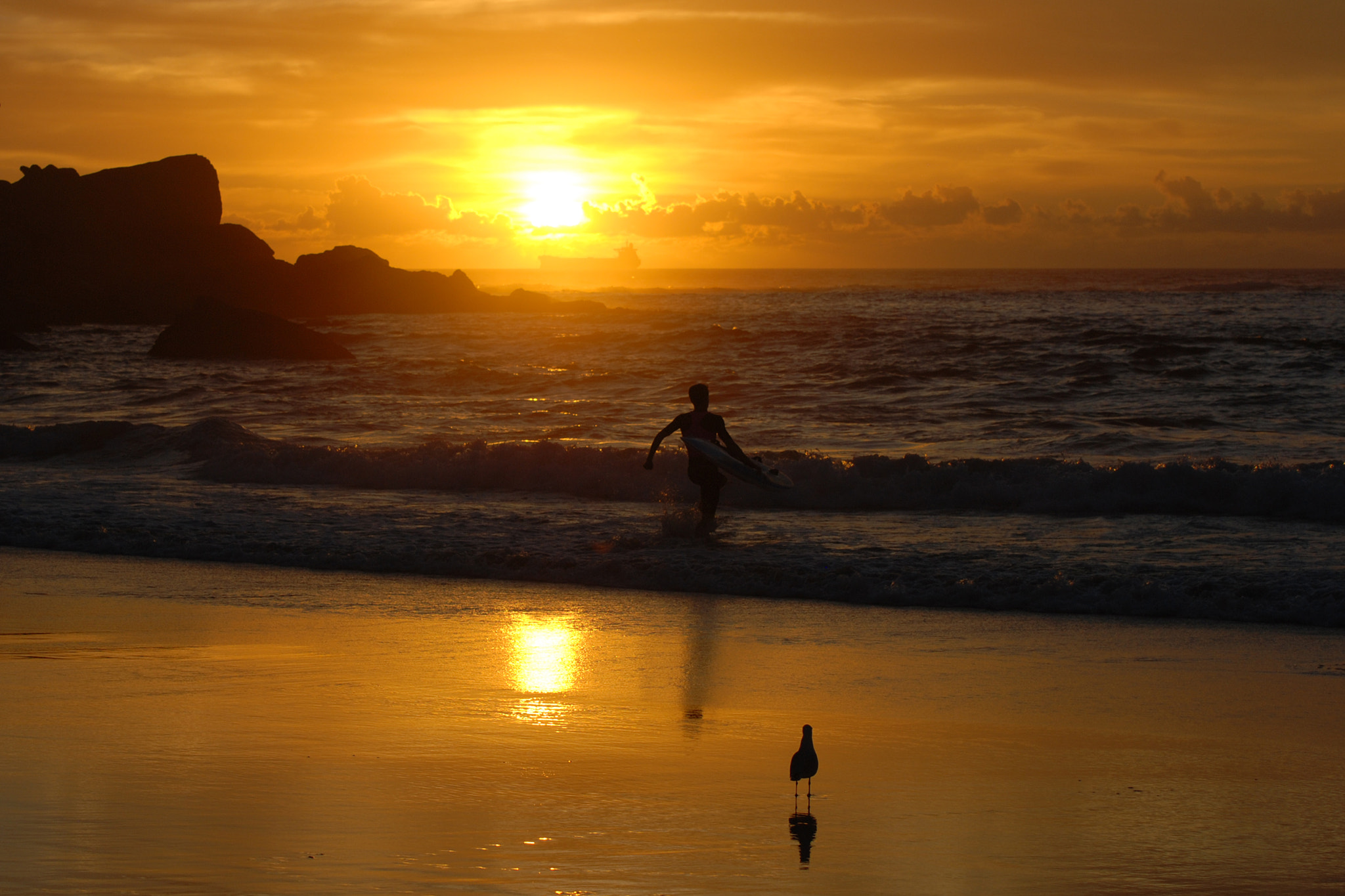 Nikon D80 sample photo. Seagull watching photography