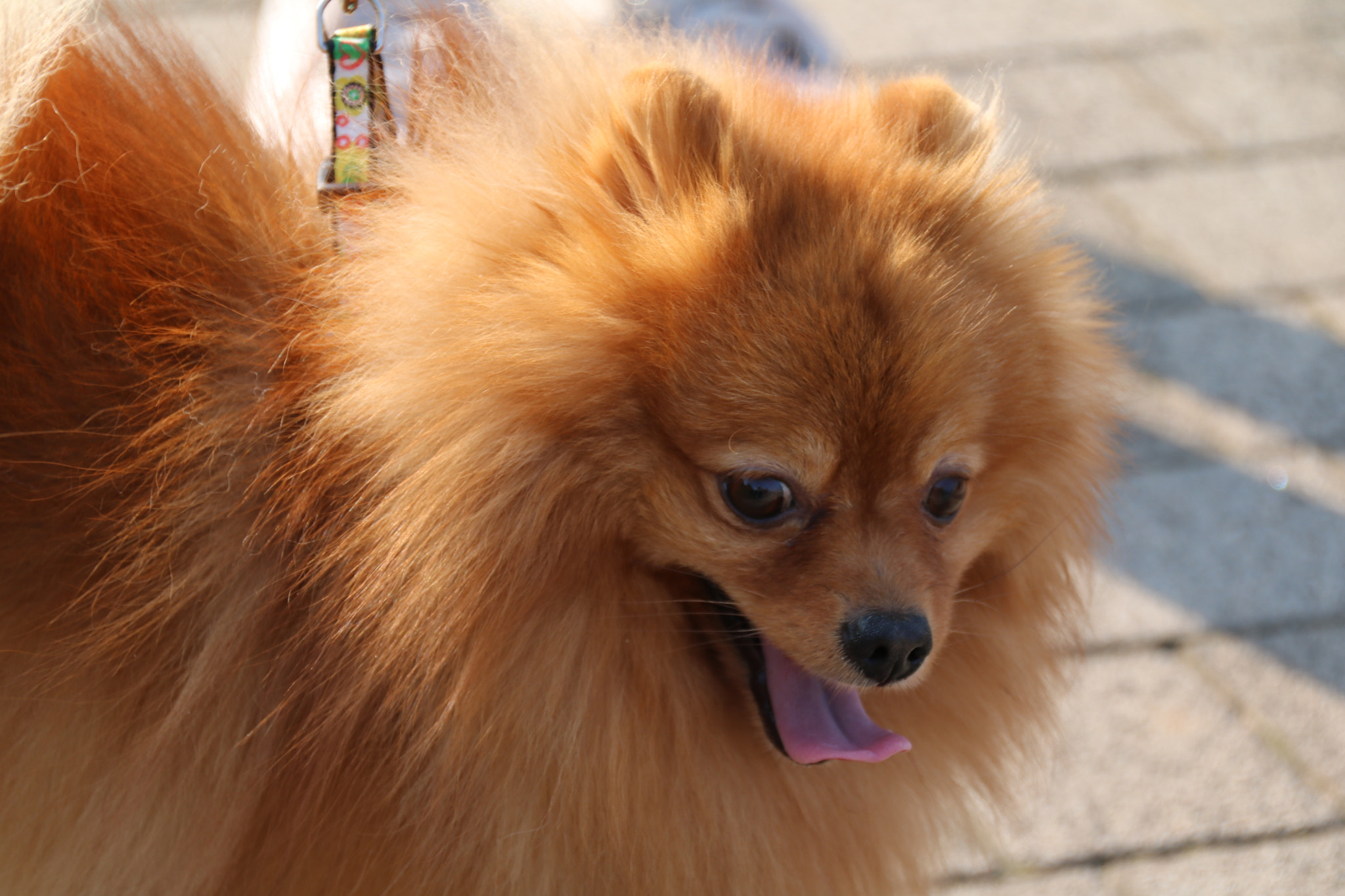 Canon EOS 760D (EOS Rebel T6s / EOS 8000D) sample photo