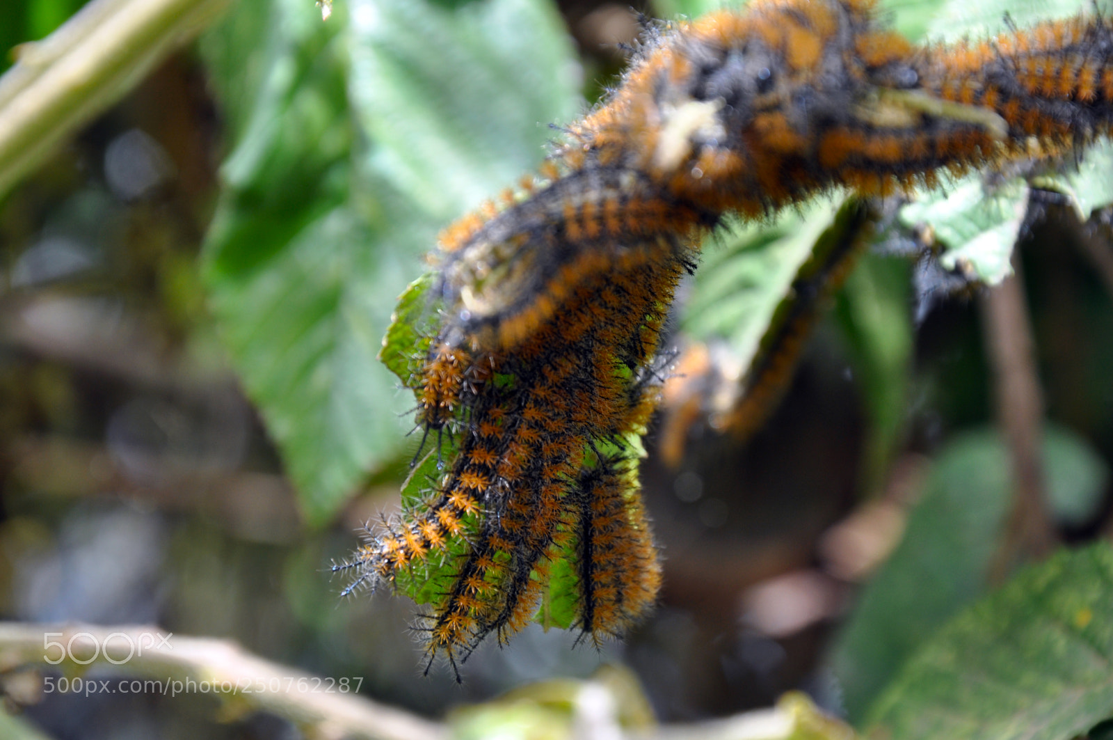 Nikon D90 sample photo. Caterpillar photography