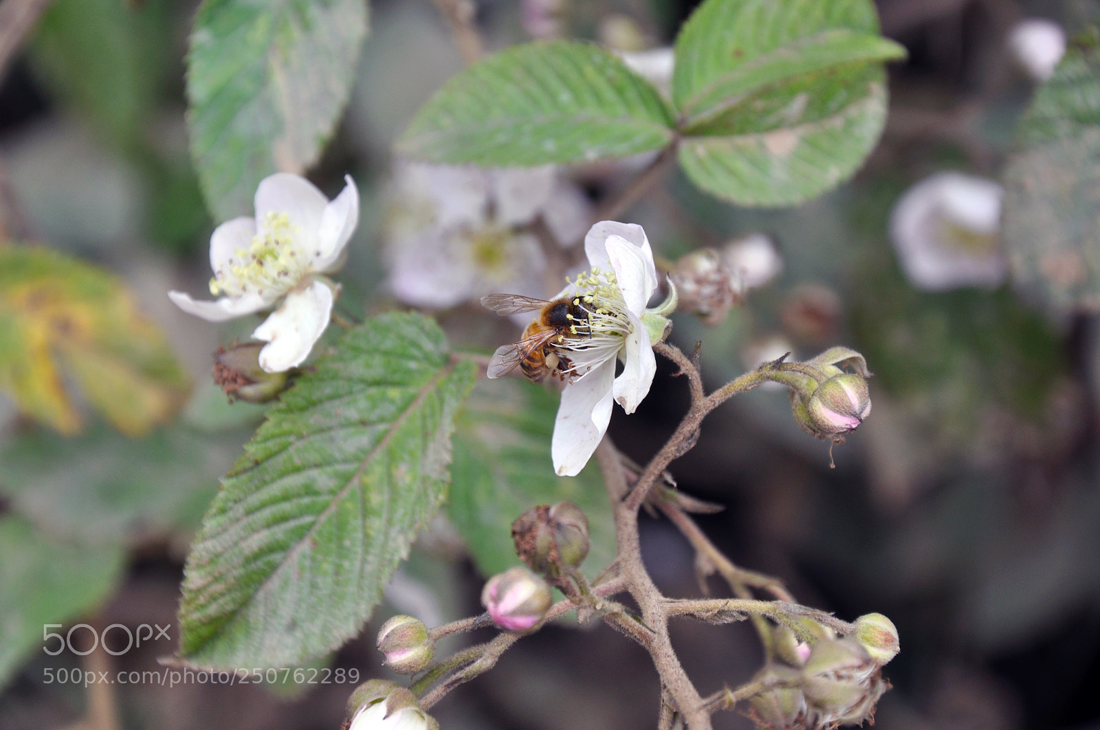Nikon D90 sample photo. Bee photography