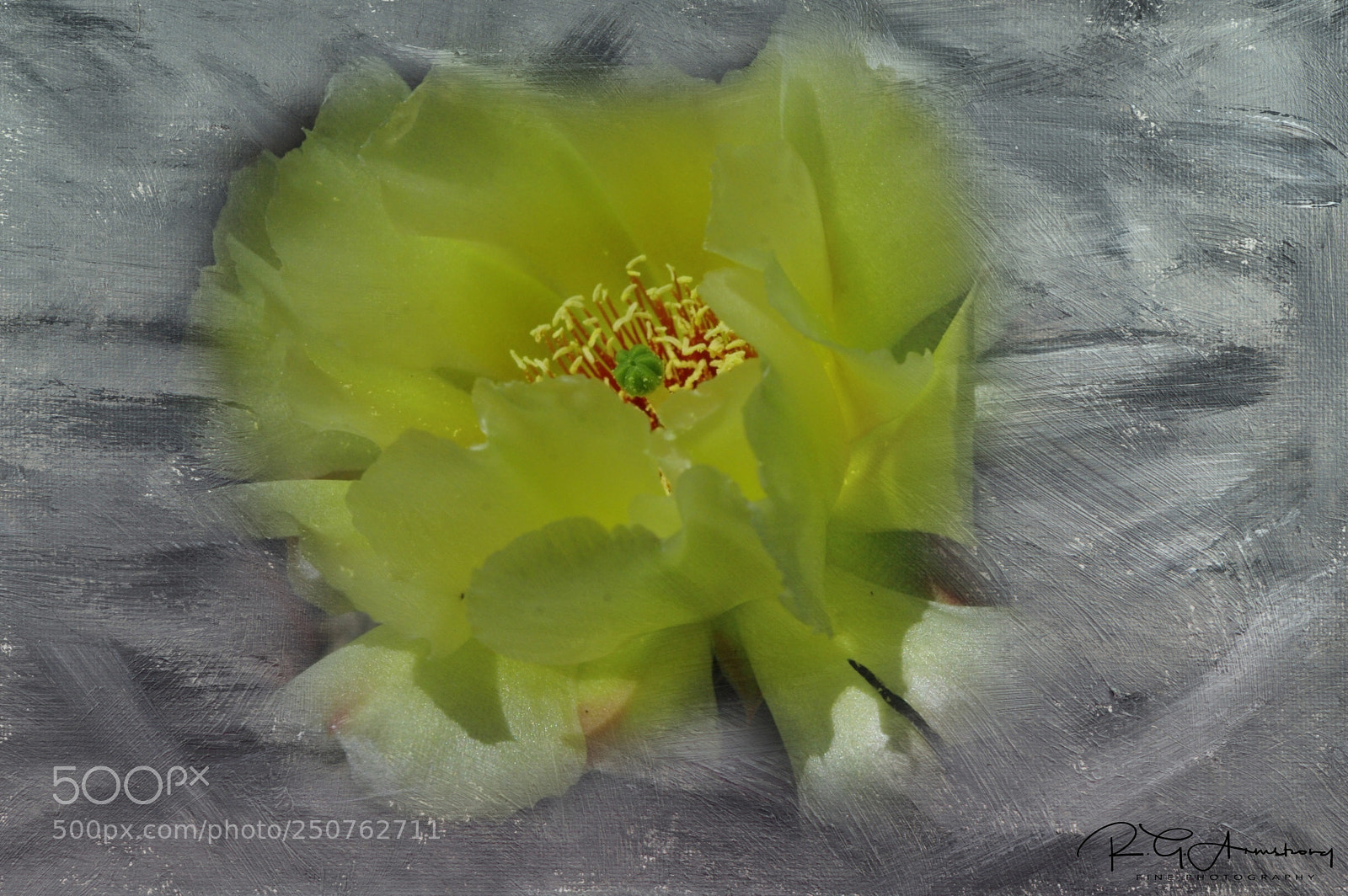 Pentax K200D sample photo. Textured prickly pear image. photography