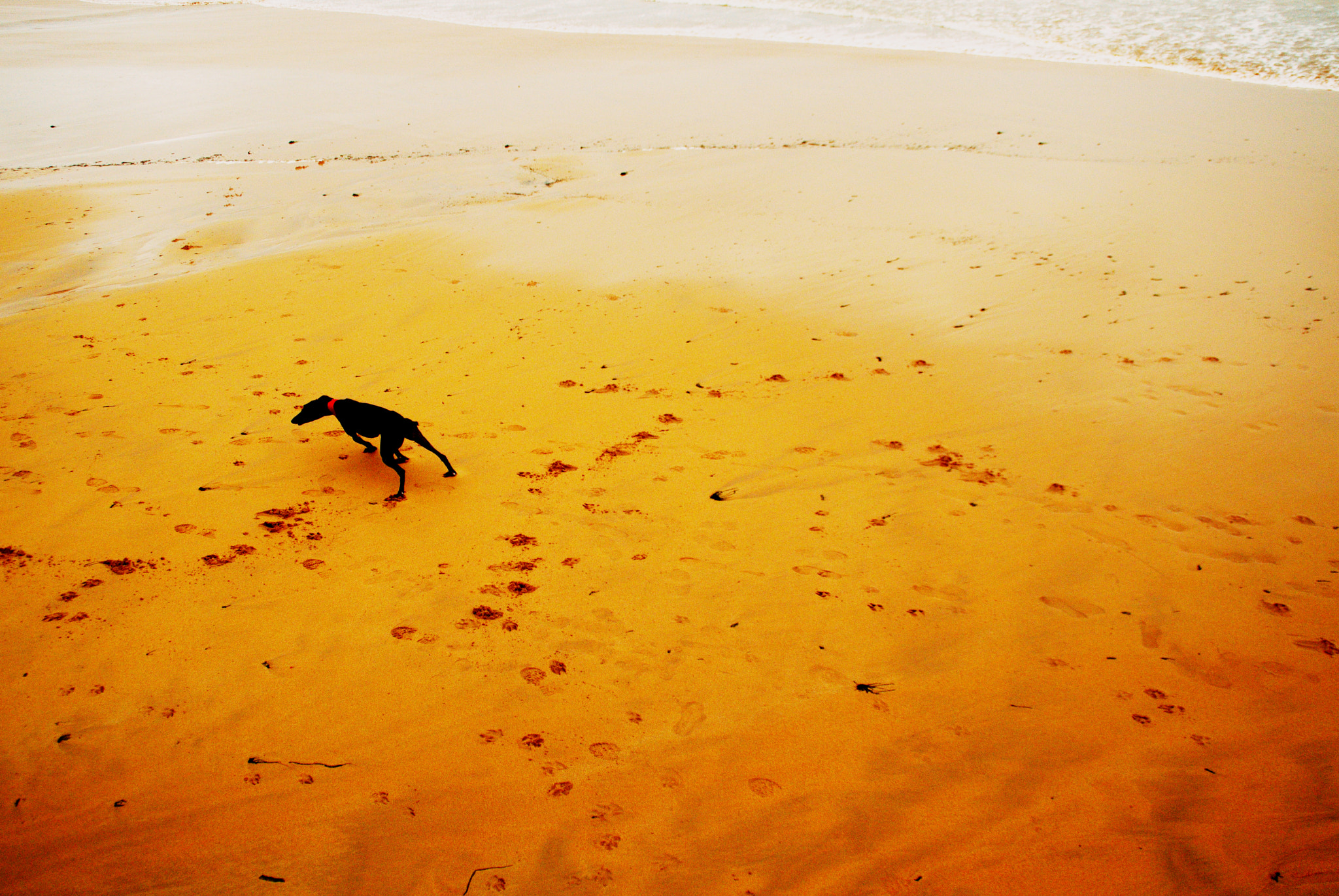 Nikon D3200 sample photo. Doverman ii photography