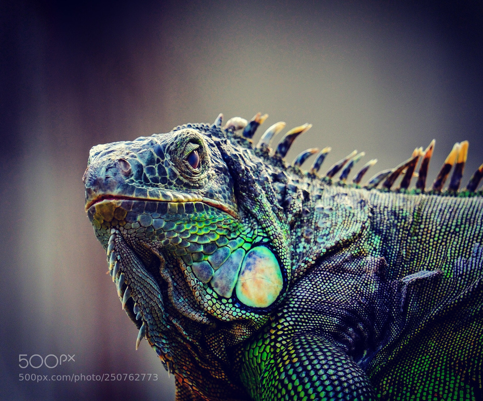 Fujifilm X-T1 sample photo. Reptil  photography