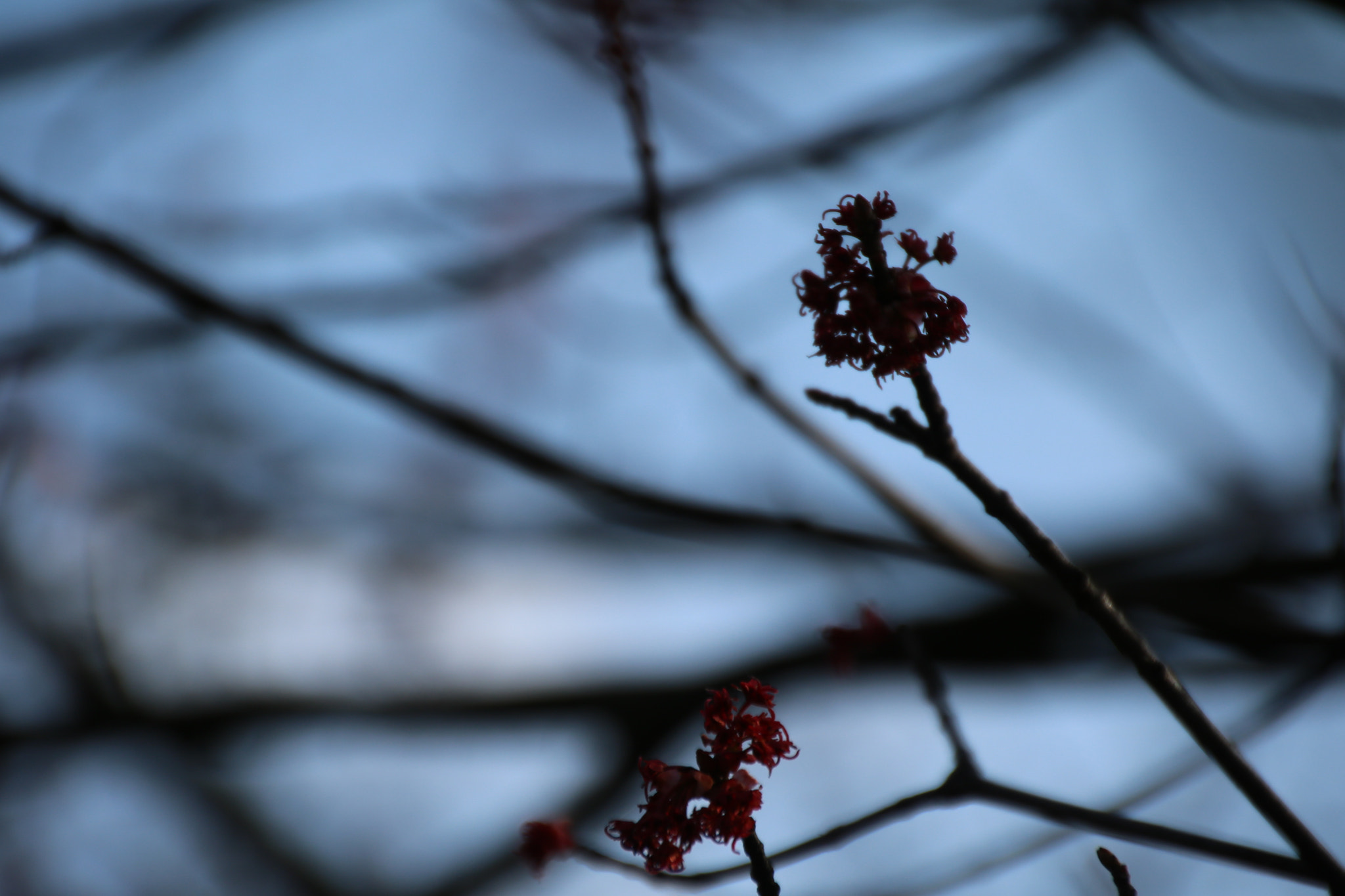 Canon EOS 760D (EOS Rebel T6s / EOS 8000D) sample photo