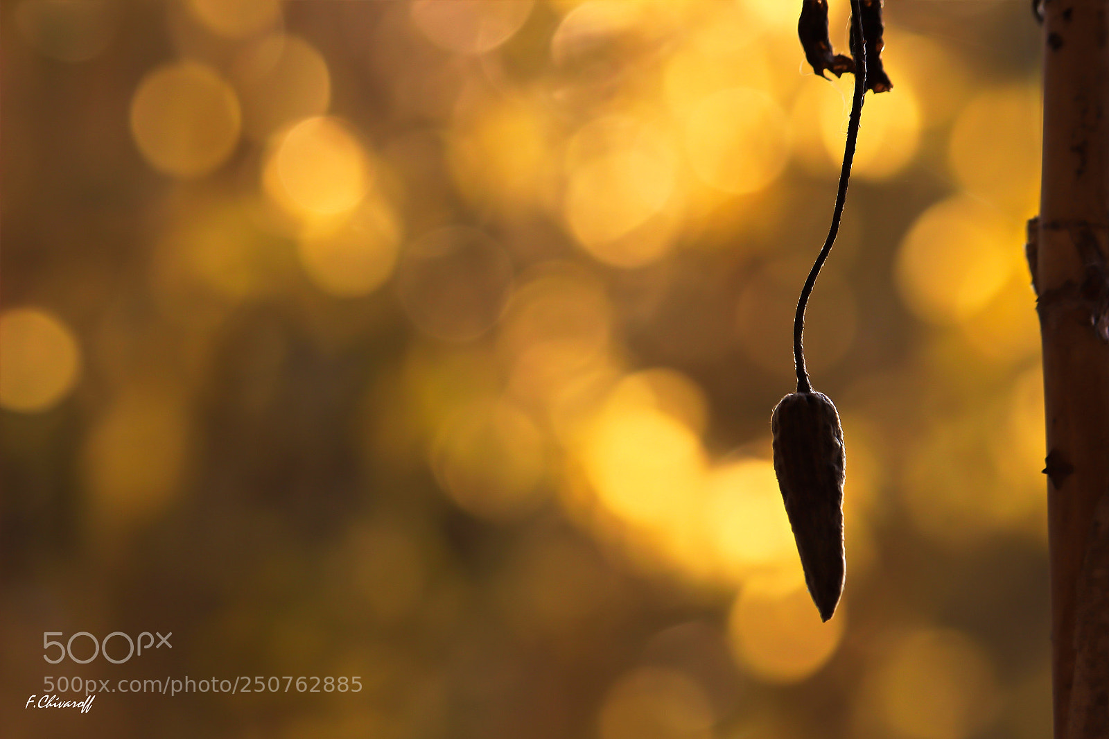 Canon EOS 100D (EOS Rebel SL1 / EOS Kiss X7) sample photo. Dream in yellow photography