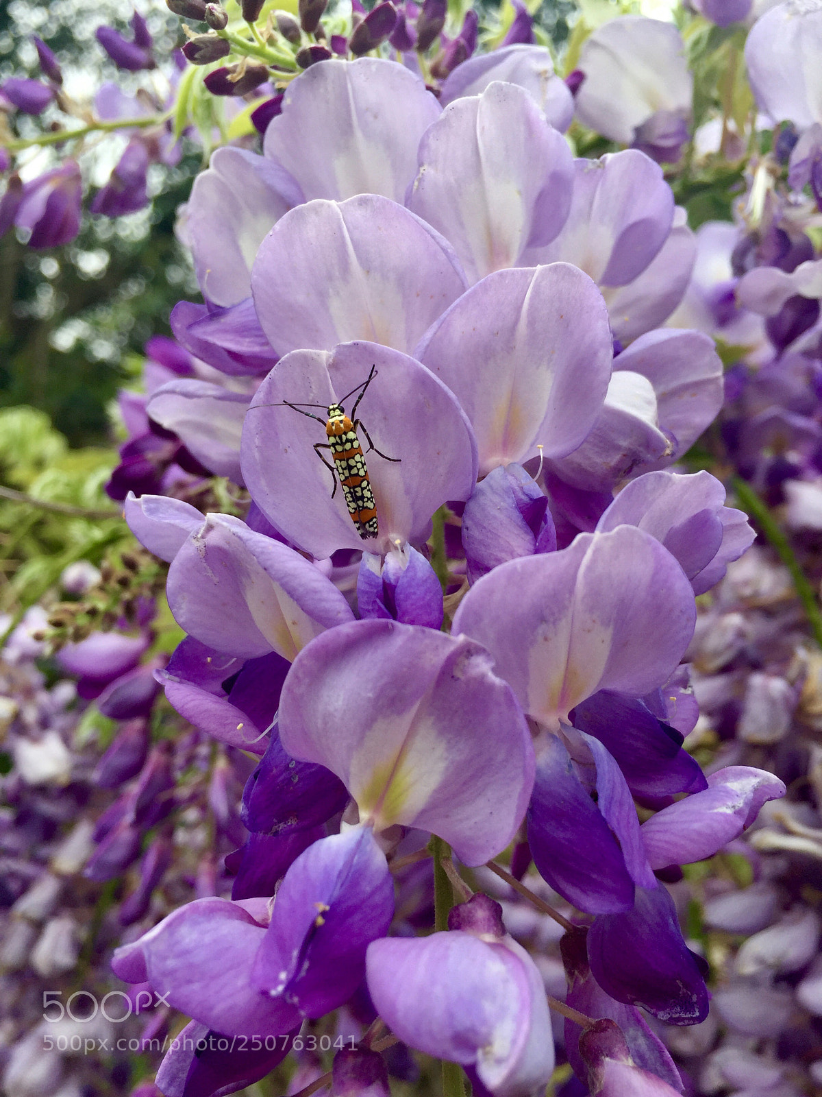 Apple iPhone 6 Plus sample photo. Wisteria and friend ailanthus photography