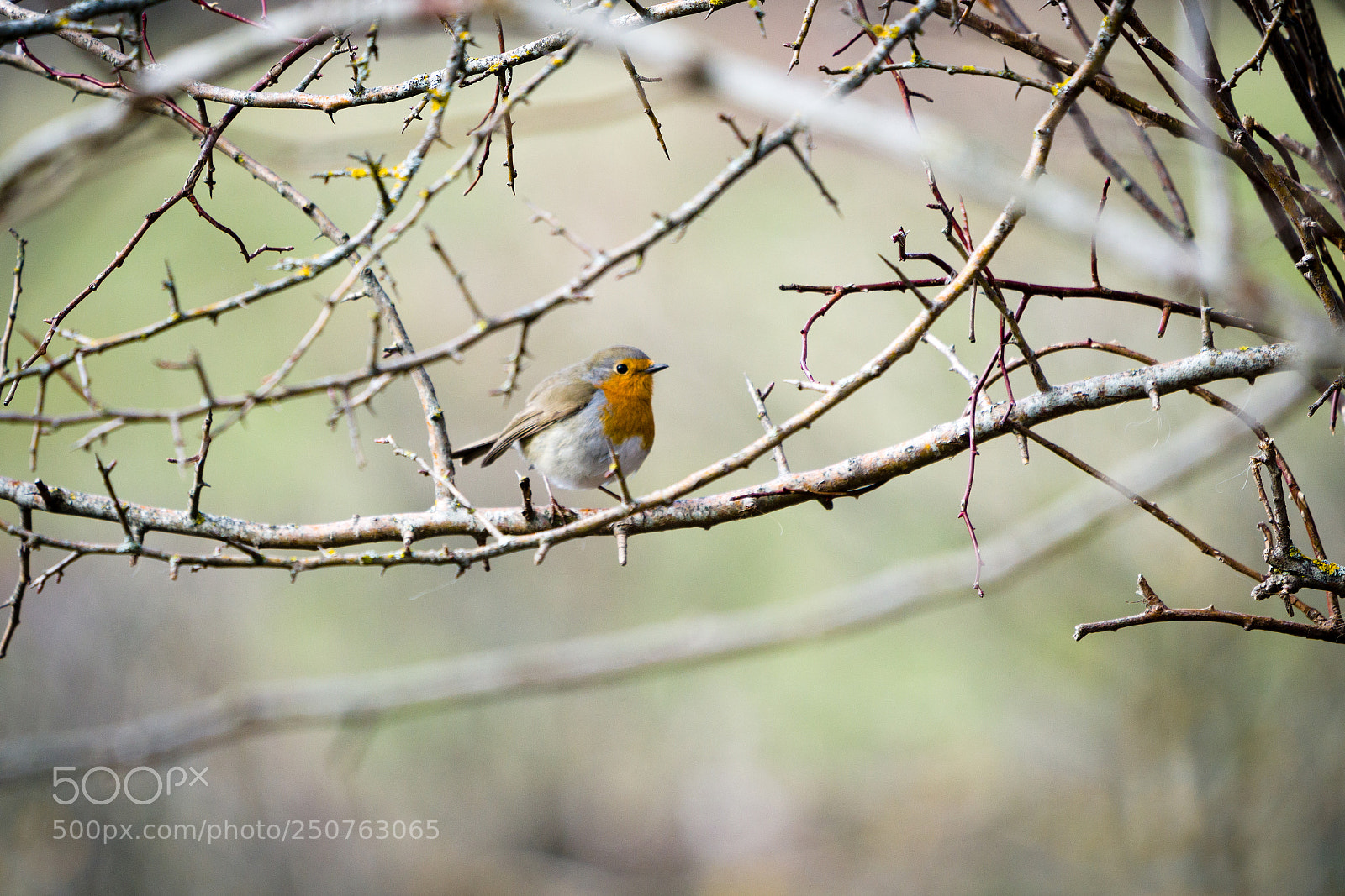 Sony a7R II sample photo. Robin photography