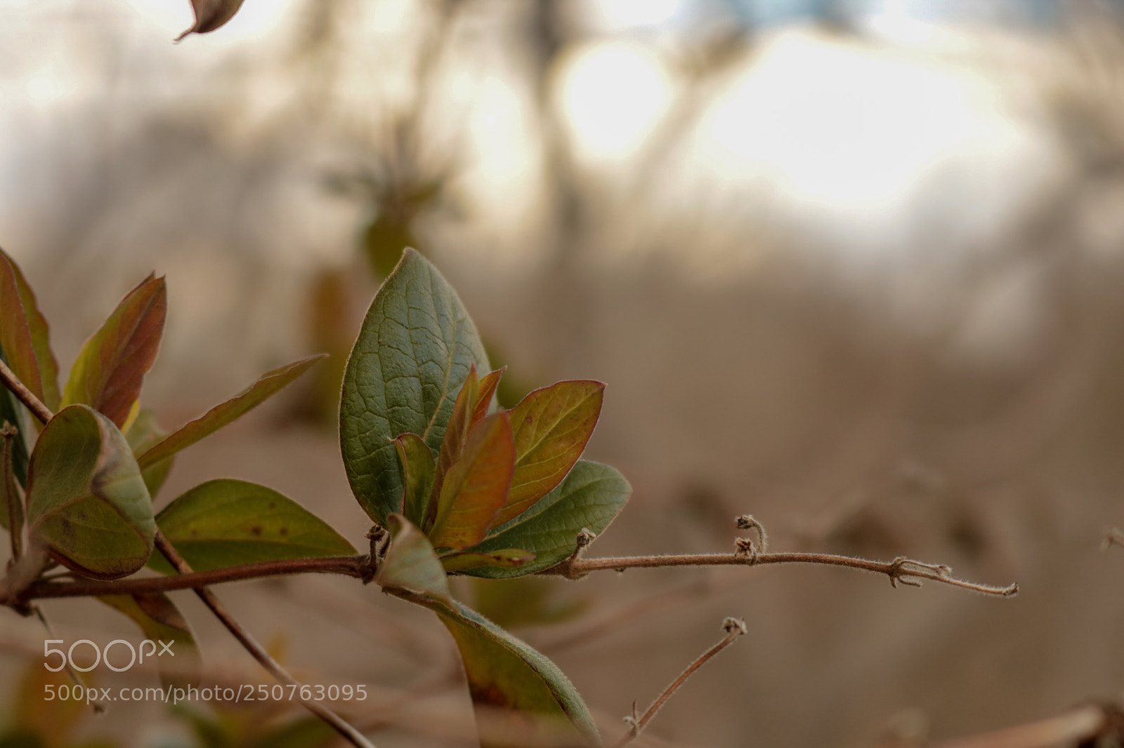 Canon EOS 750D (EOS Rebel T6i / EOS Kiss X8i) sample photo. Soft leaves photography