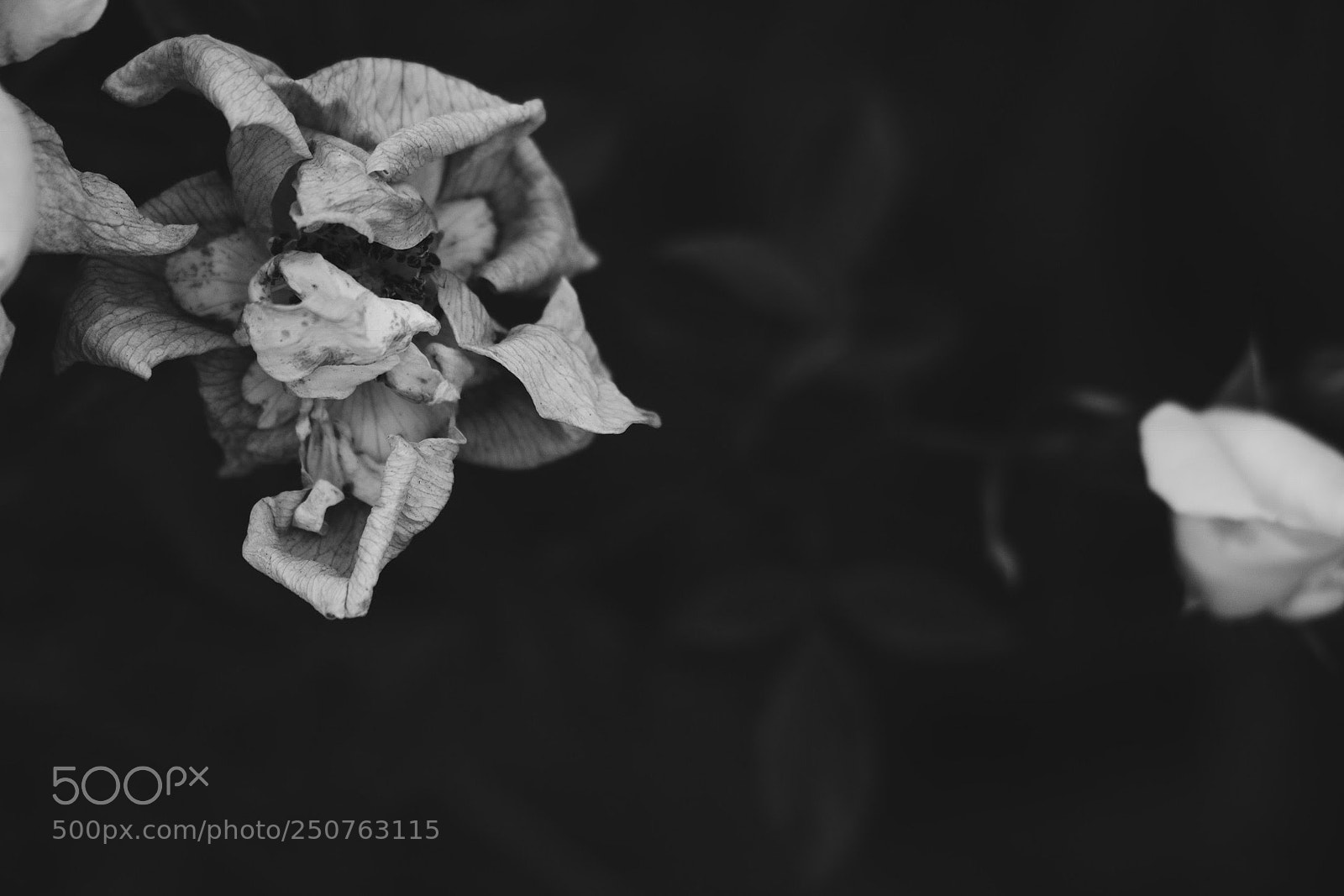 Canon EOS 700D (EOS Rebel T5i / EOS Kiss X7i) sample photo. Decay photography