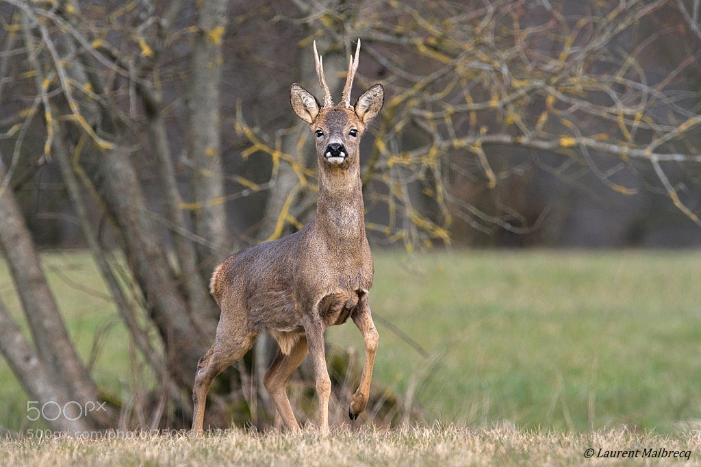 Nikon D500 sample photo. Chevreuil photography