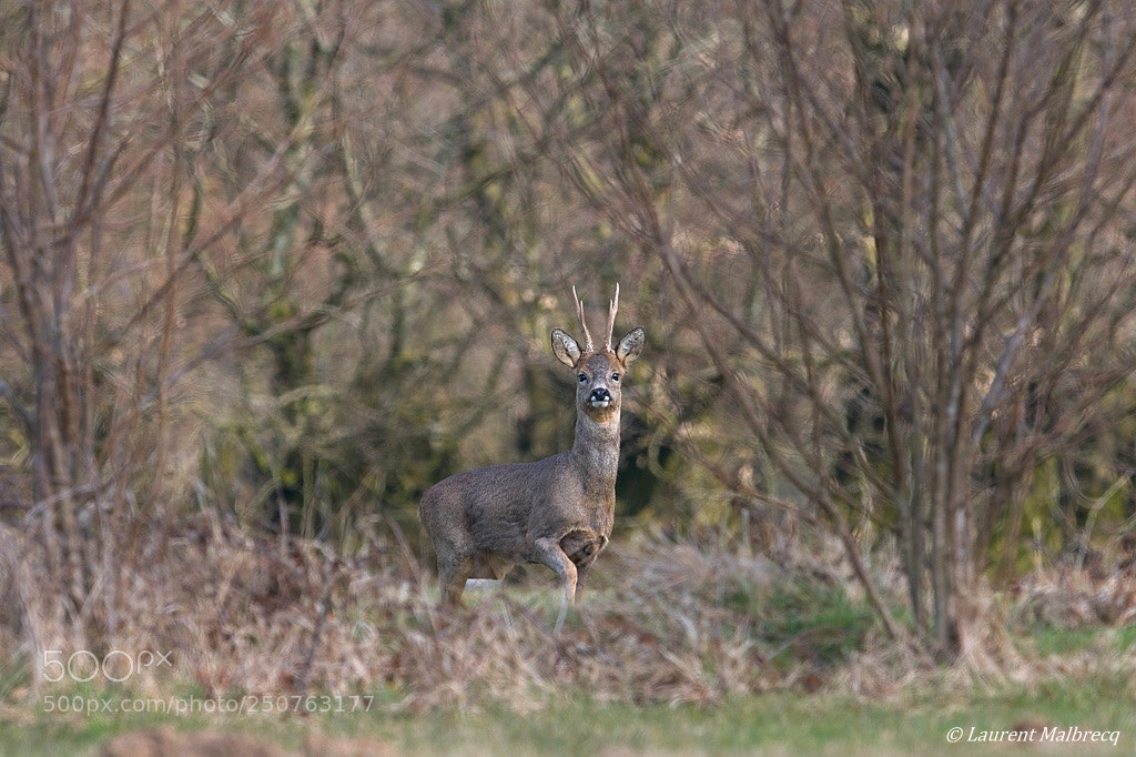 Nikon D500 sample photo. Chevreuil photography