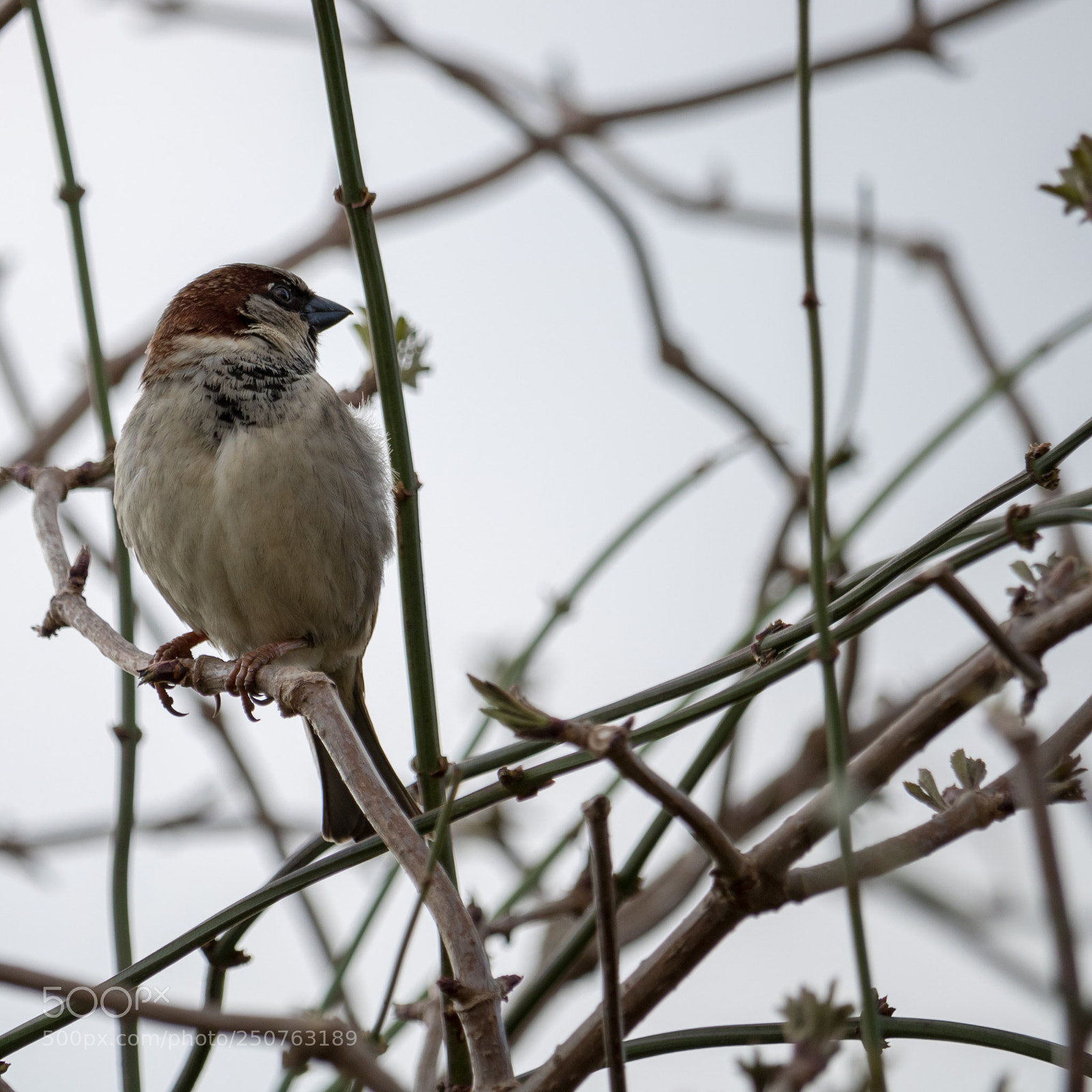 Canon EOS 750D (EOS Rebel T6i / EOS Kiss X8i) sample photo. House sparrow photography