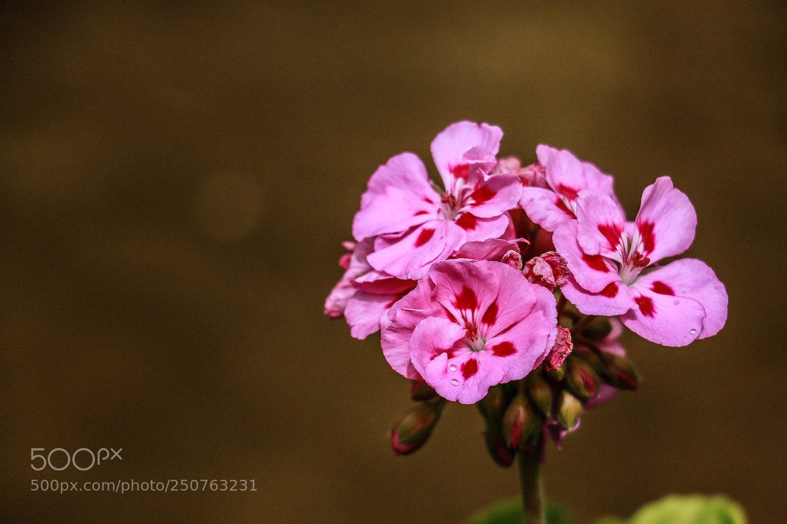 Canon EOS 70D sample photo. Pelargonium photography