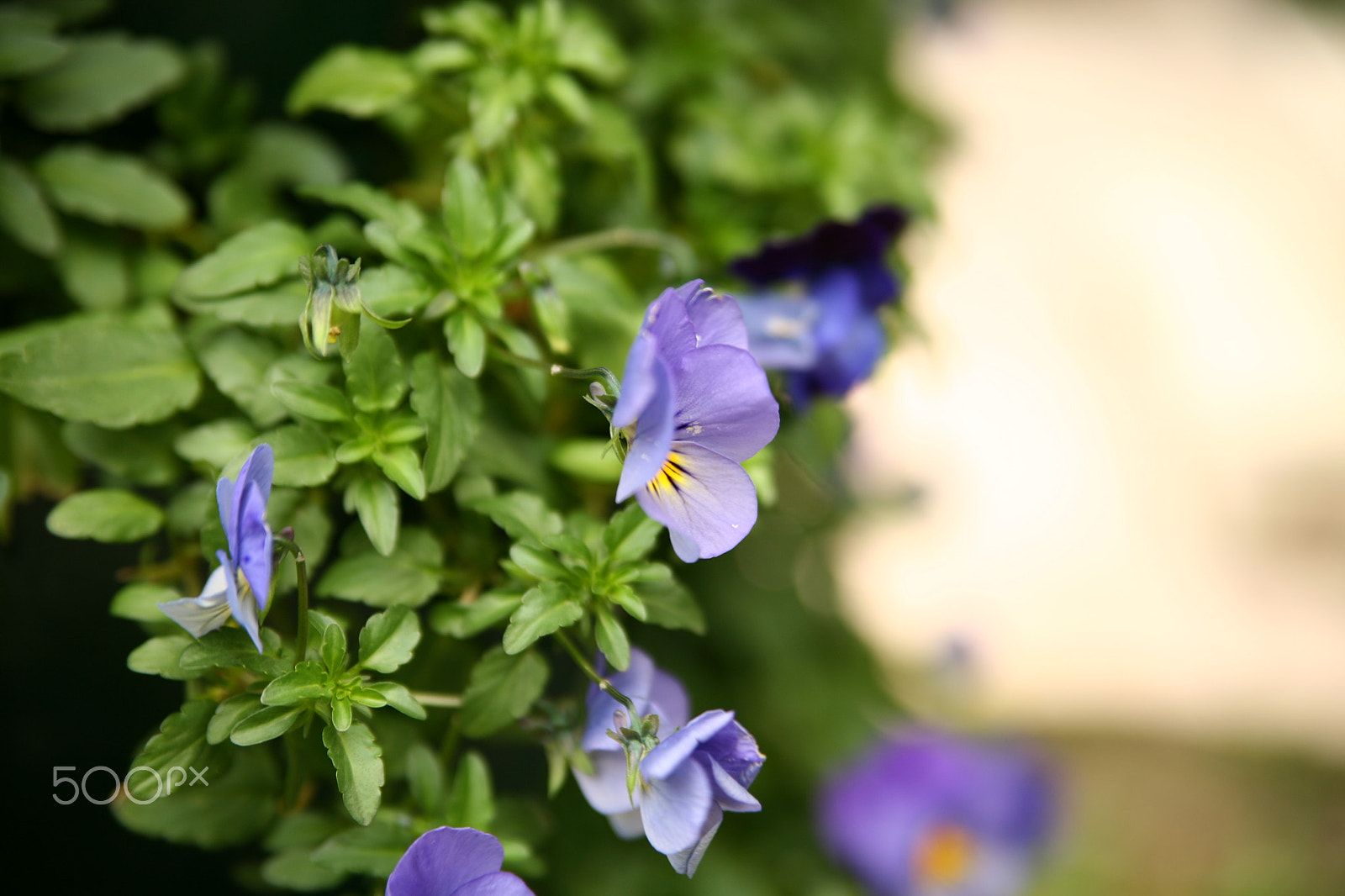 Canon EOS 5D sample photo. Img photography