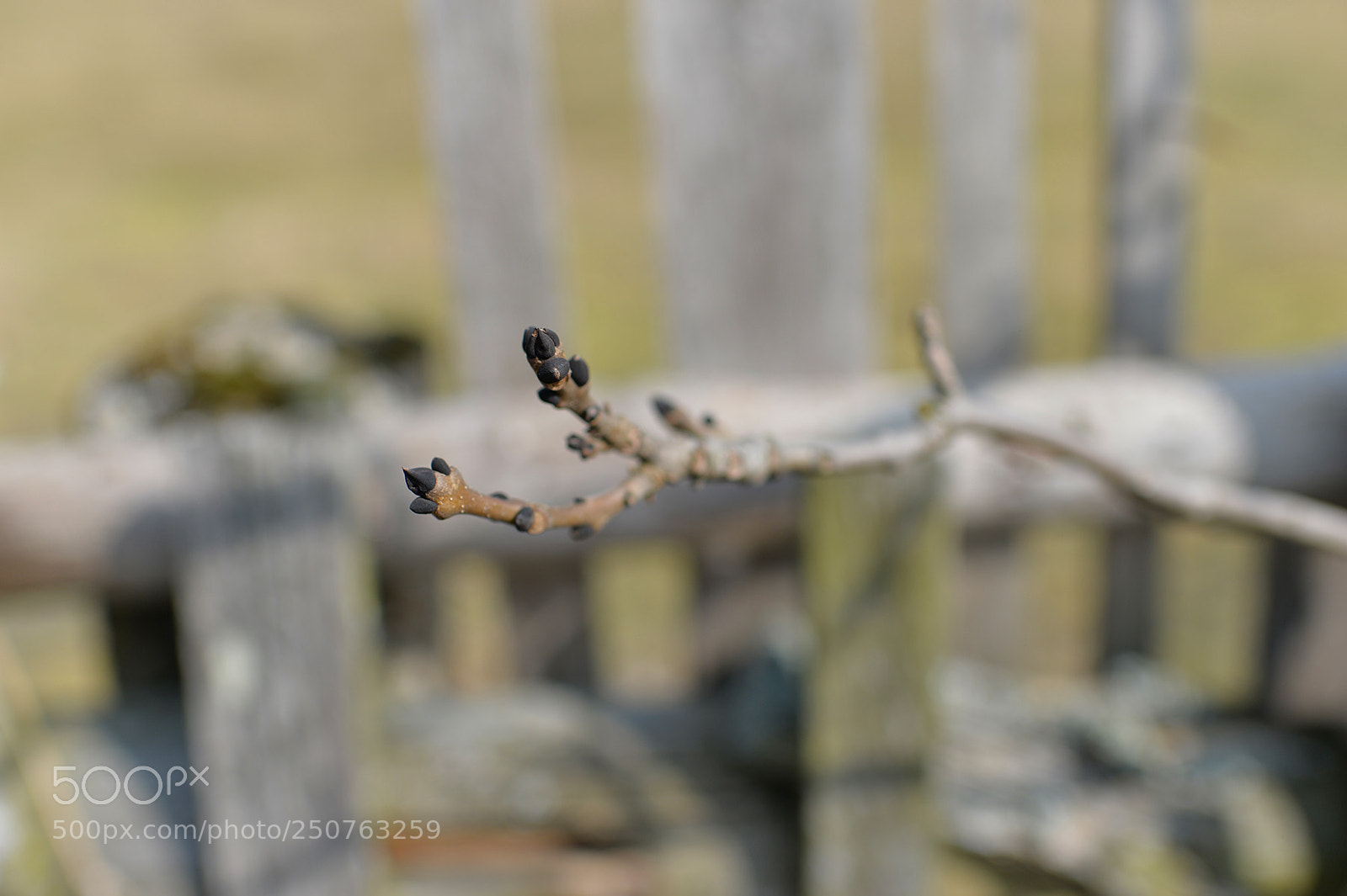 Nikon Df sample photo. Spring is coming photography