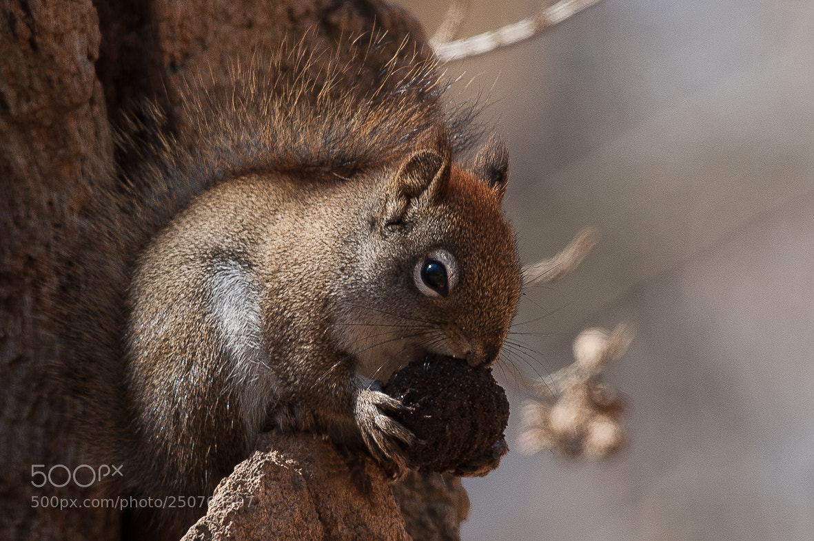 Nikon D700 sample photo. Having lunch photography
