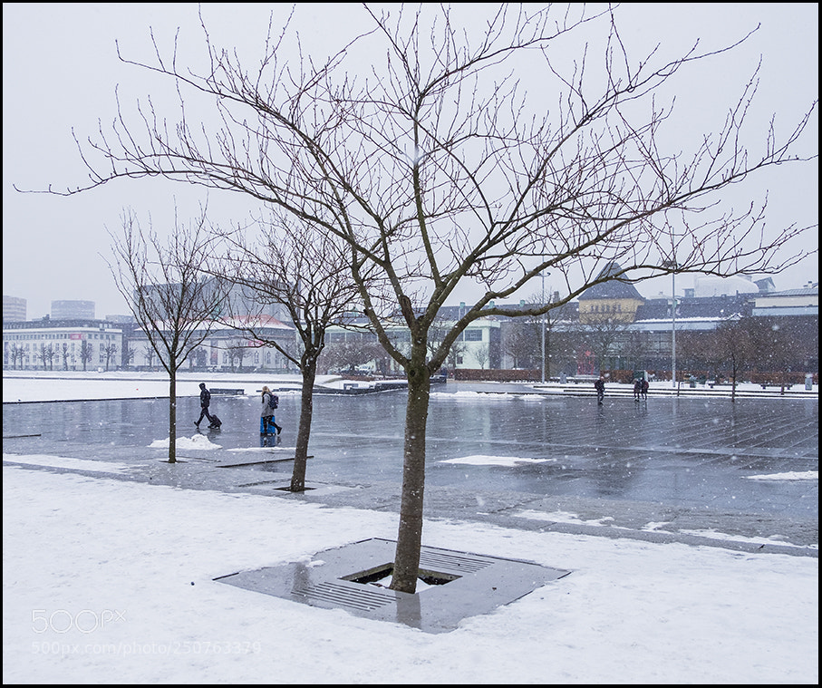 Fujifilm X-T1 sample photo. Wet snow.... photography