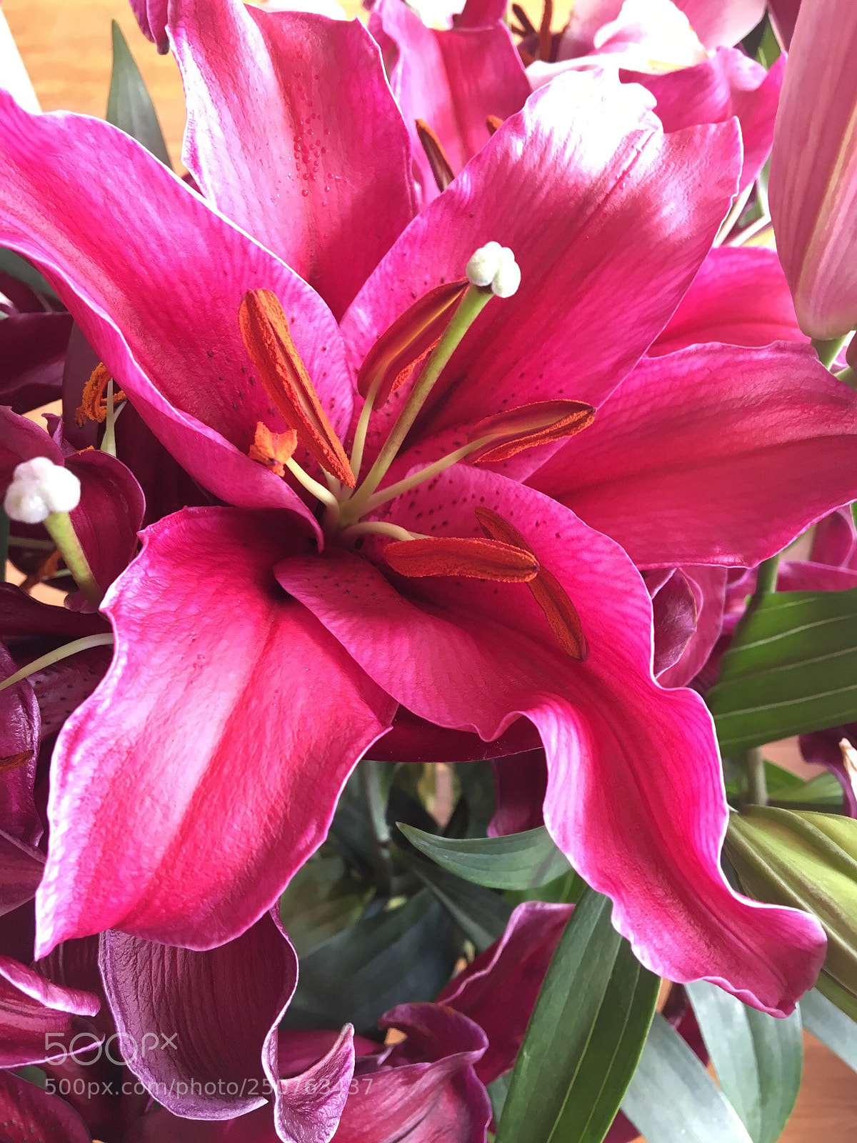 Apple iPhone 6s sample photo. Untitled photography