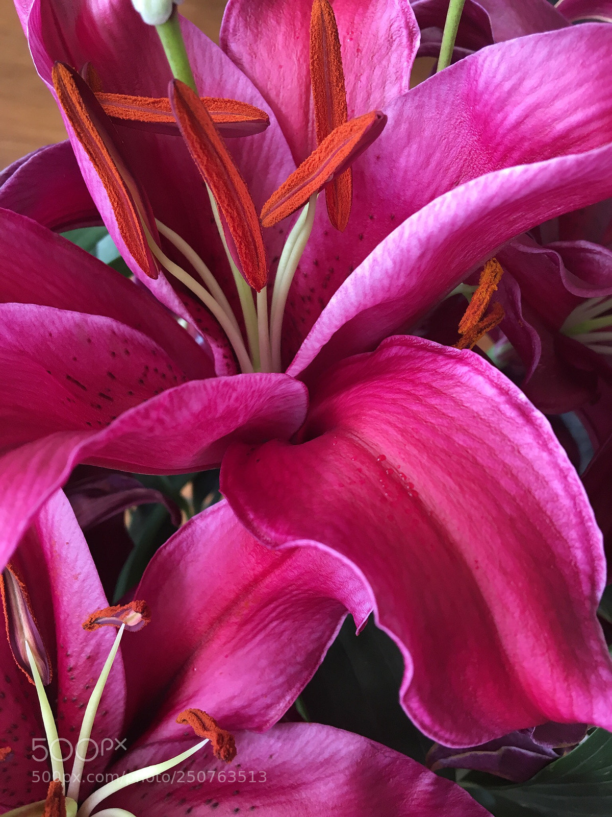 Apple iPhone 6s sample photo. Untitled photography