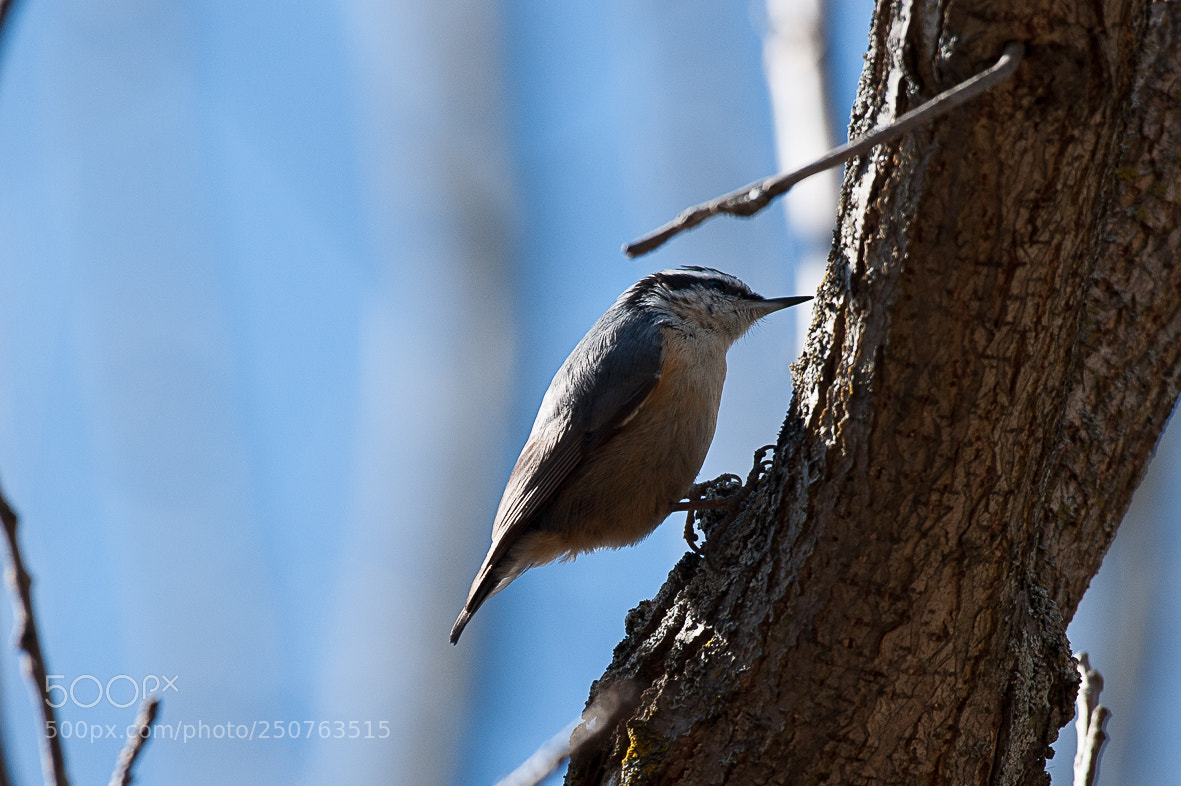 Nikon D700 sample photo. Red breasted nuthatch photography