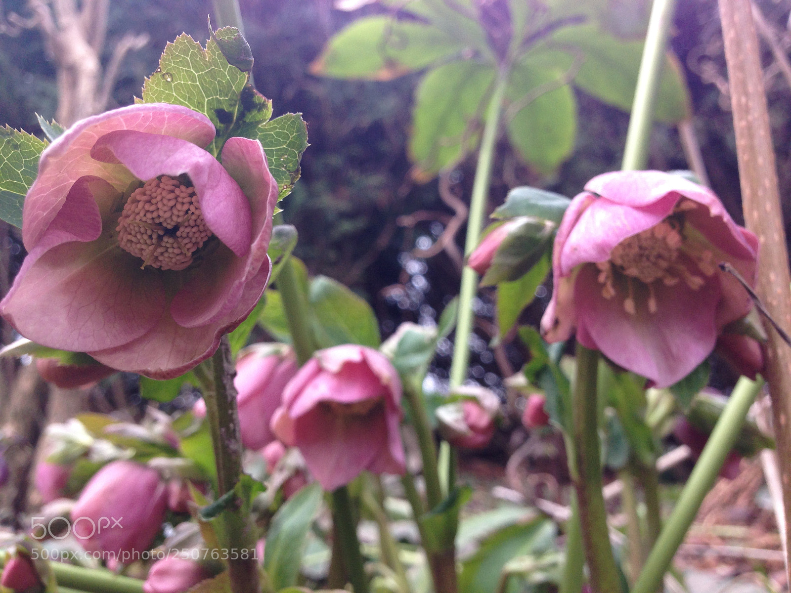 Apple iPhone 5 sample photo. Img photography