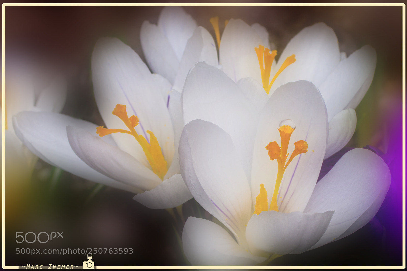 Sony ILCA-77M2 sample photo. Spring is coming.... photography