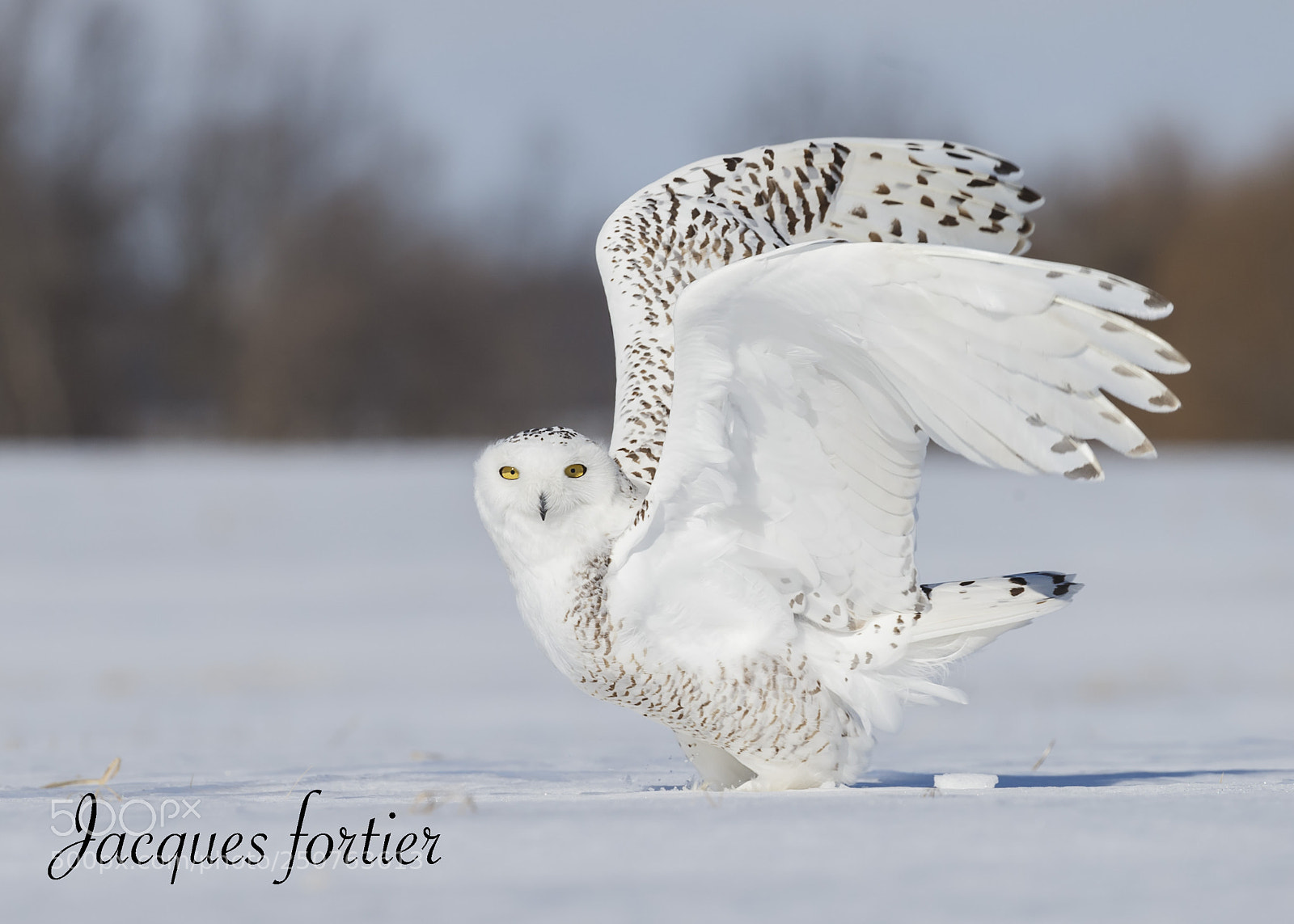 Canon EOS-1D X sample photo. Snow owl - harfang photography