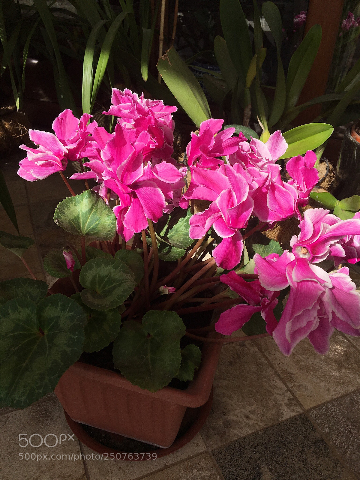 Apple iPhone 6s sample photo. Untitled photography