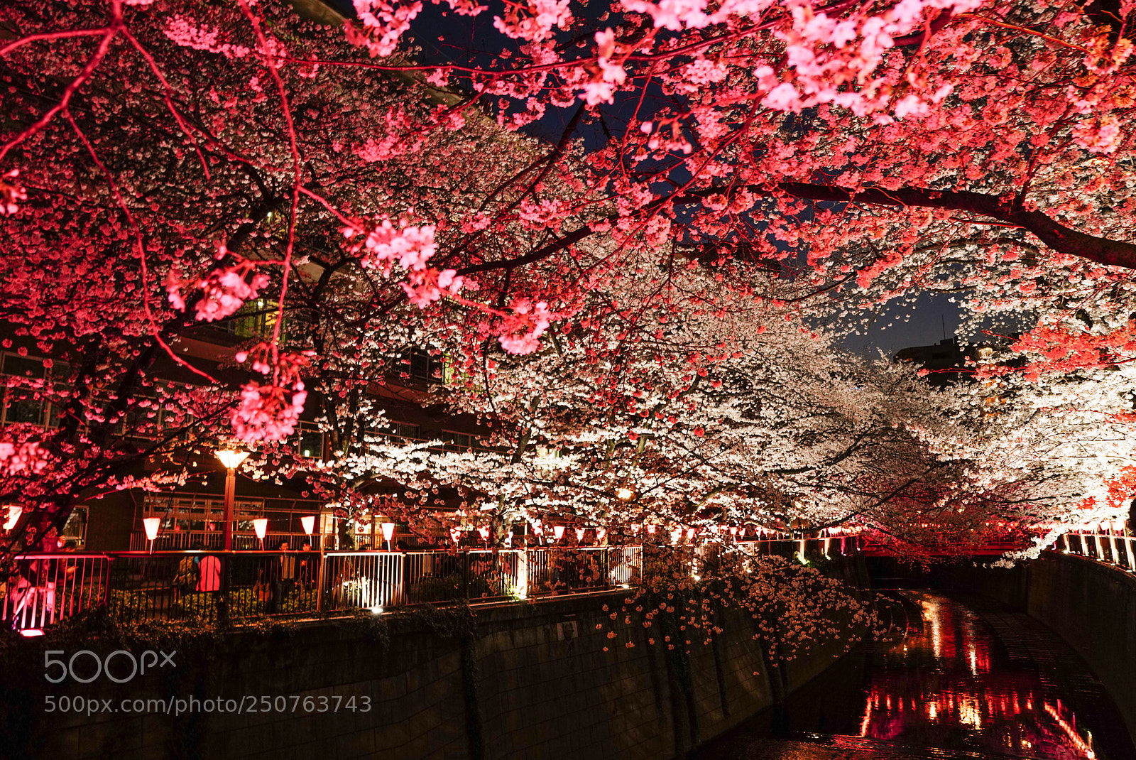 Sony a7R III sample photo. 目黒川の桜祭り 2018-1 photography