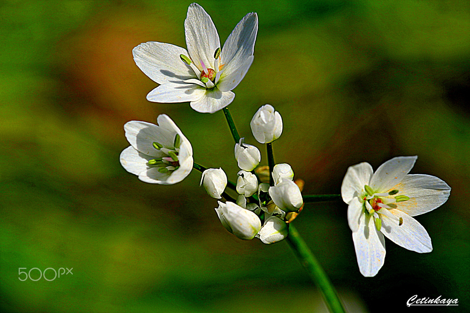 Nikon D700 + Sigma 150mm F2.8 EX DG Macro HSM sample photo. Spring flower photography