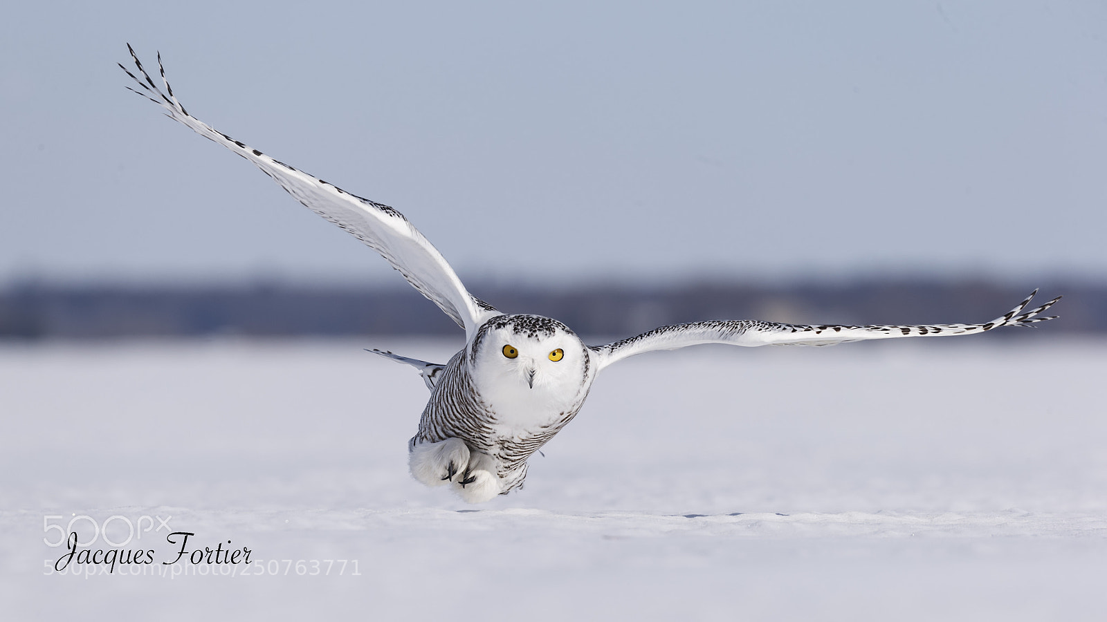 Canon EOS-1D X sample photo. Snow owl - harfang photography