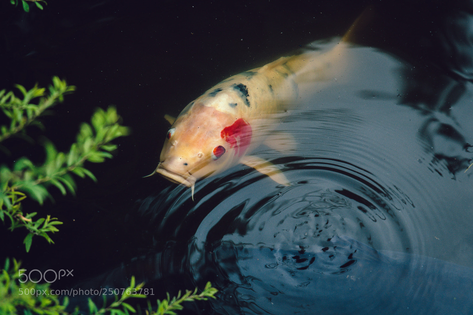 Canon EOS 750D (EOS Rebel T6i / EOS Kiss X8i) sample photo. Ryōan-ji carp photography