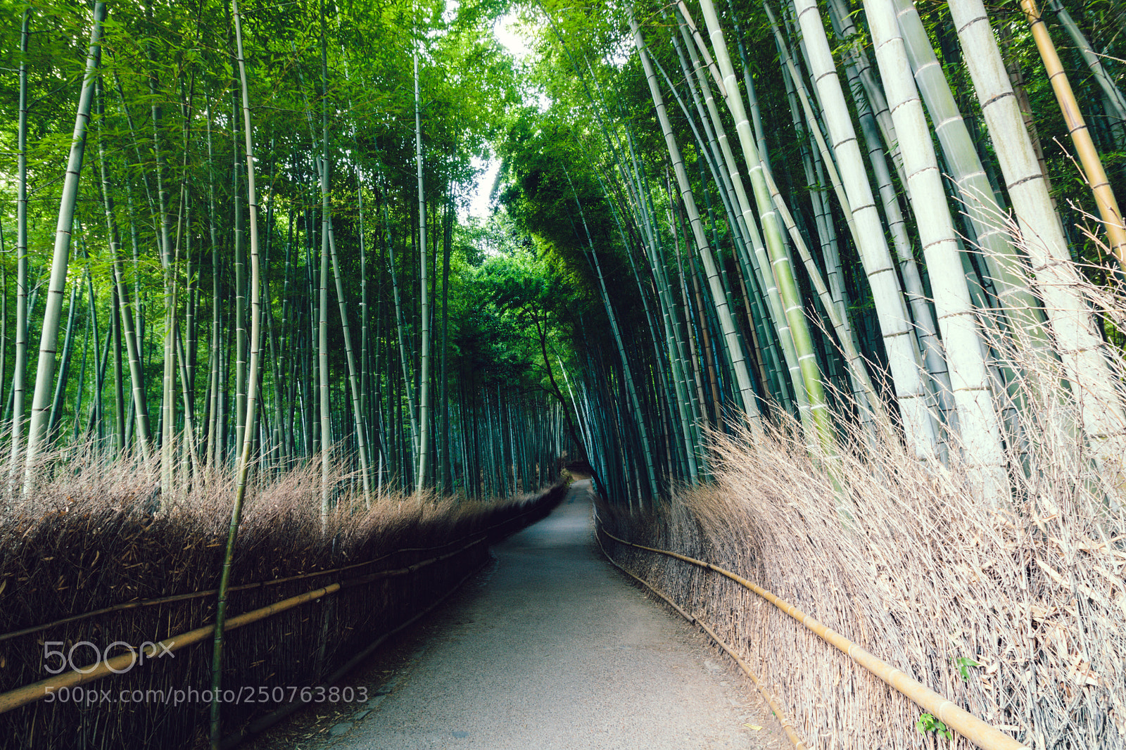 Canon EOS 750D (EOS Rebel T6i / EOS Kiss X8i) sample photo. Arashiyama bamboo grove photography