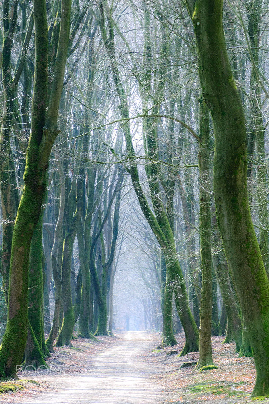 Nikon D3300 sample photo. Enchanted forest photography