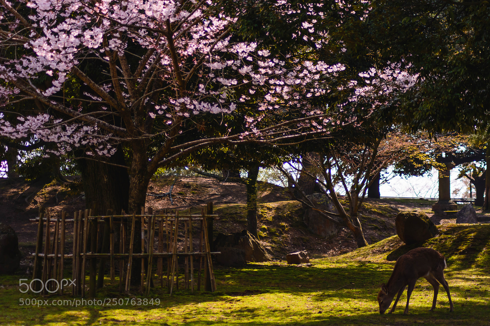 Nikon D5200 sample photo. 日本の春 photography