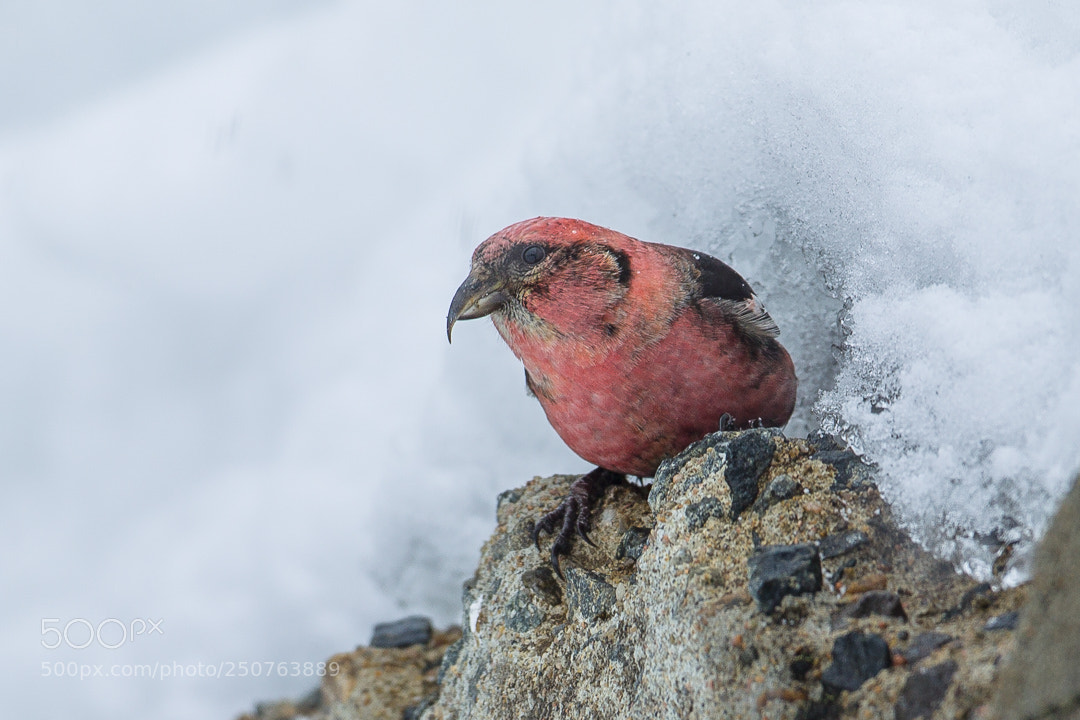 Canon EOS-1D Mark IV sample photo. White-winged crossbill photography