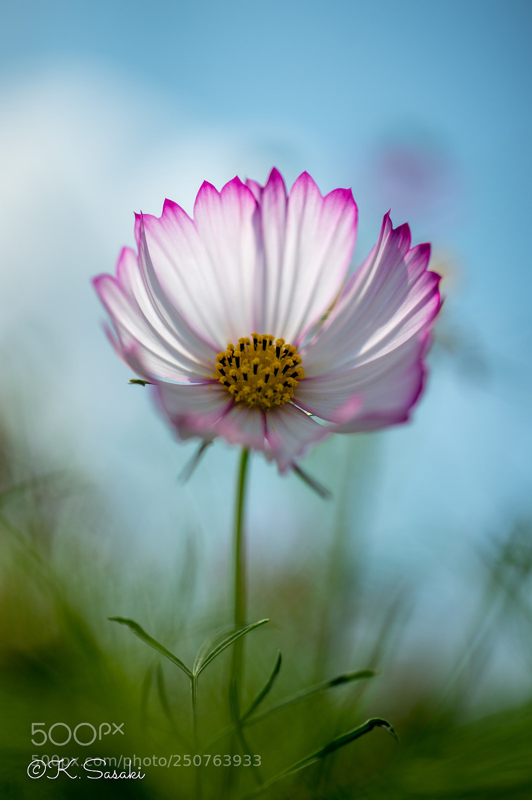 Nikon Df sample photo. Cosmos  photography