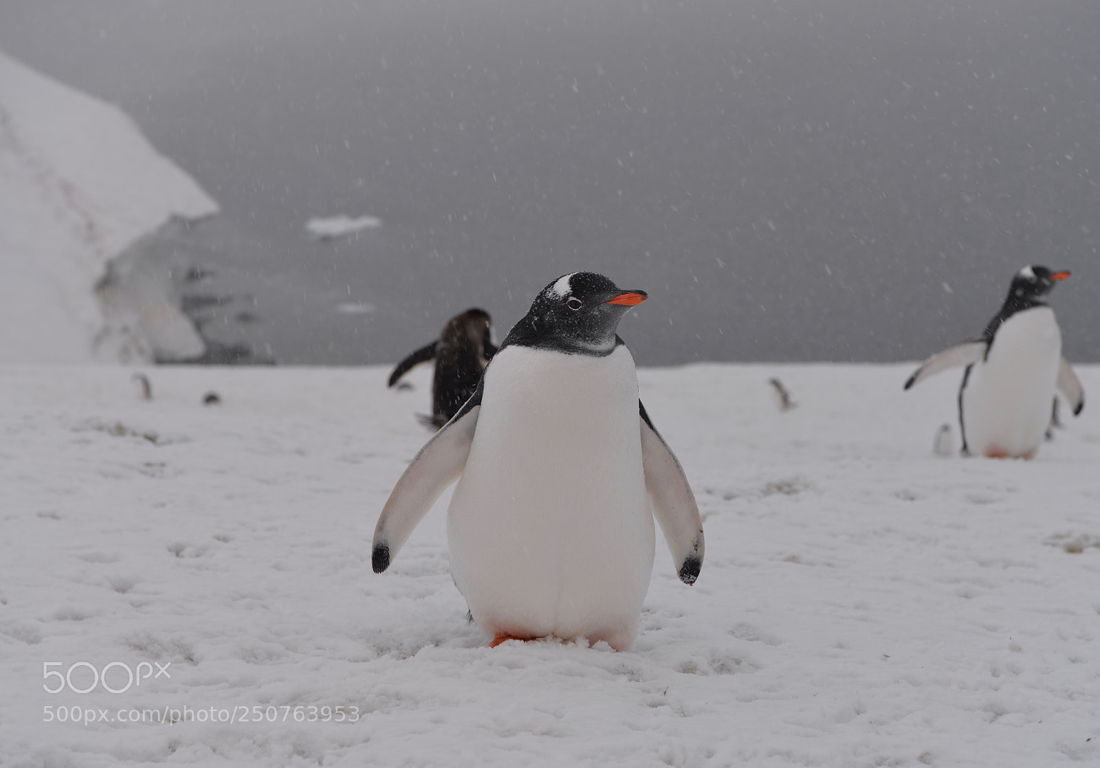 Nikon D610 sample photo. Gentoo penguin in antarctica photography