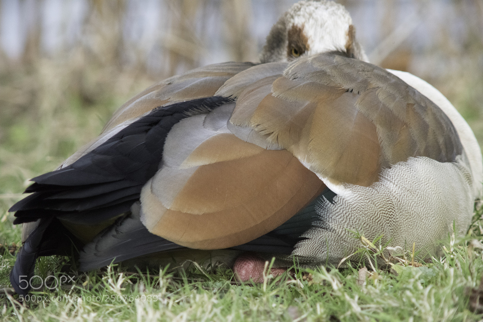 Nikon D810 sample photo. Mallard photography