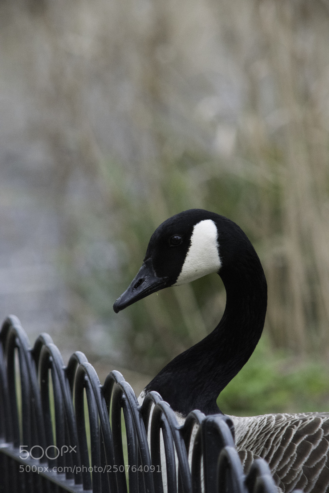 Nikon D810 sample photo. London birds photography