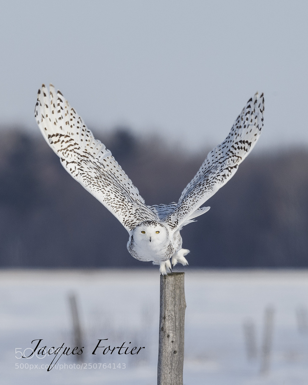 Canon EOS-1D X sample photo. Snow owl - harfang photography
