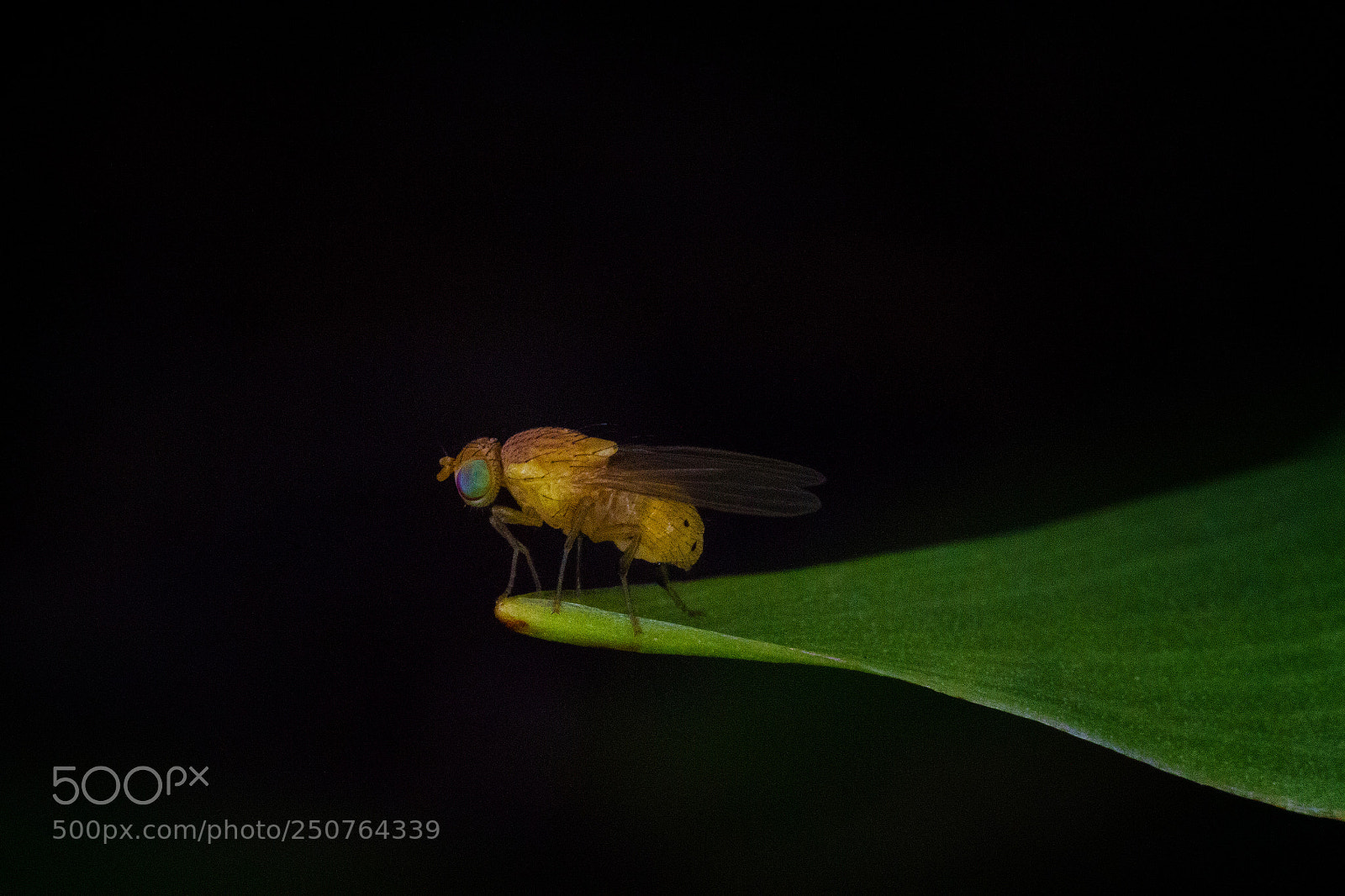 Canon EOS 7D sample photo. Drosophila photography