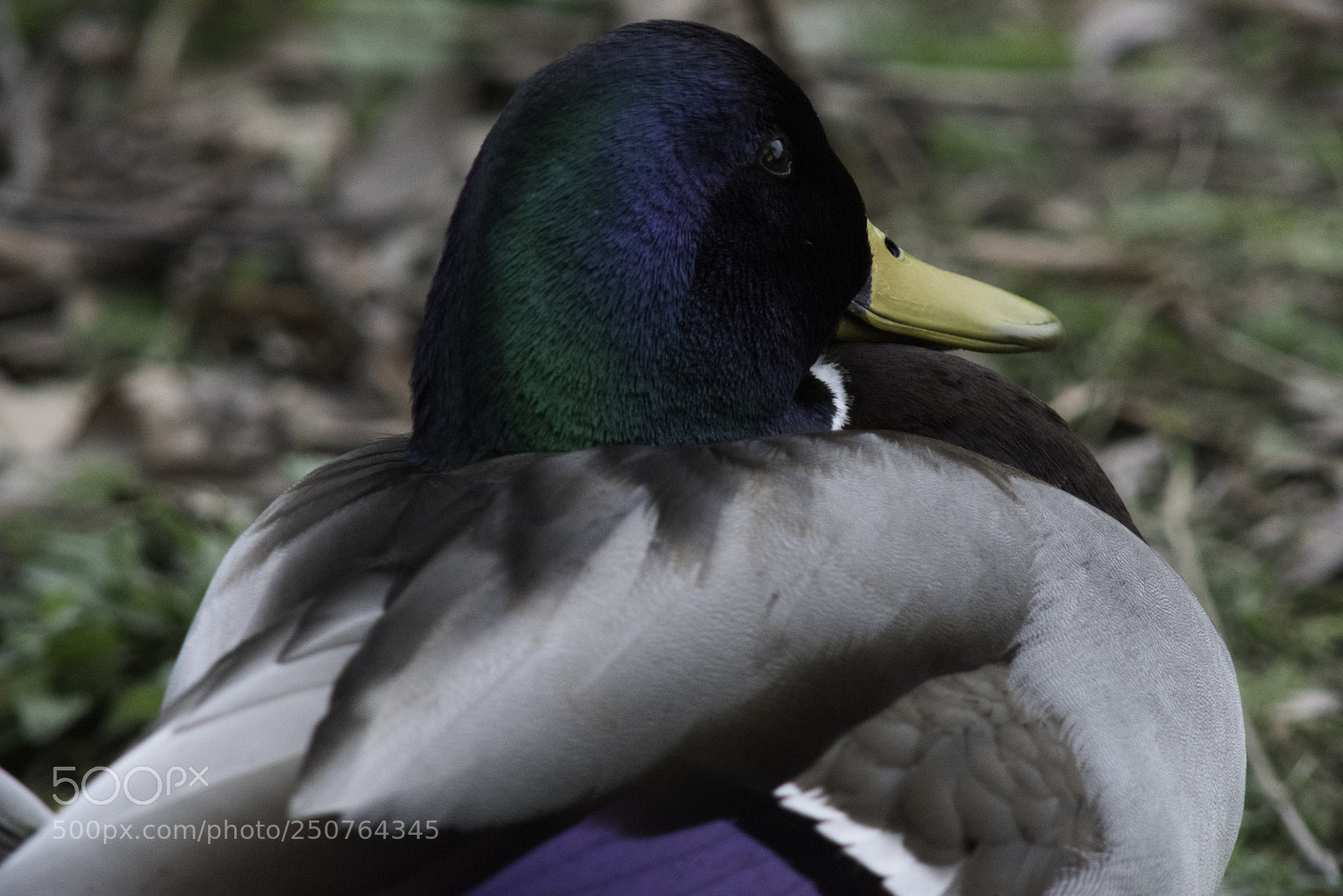 Nikon D810 sample photo. Mallard photography