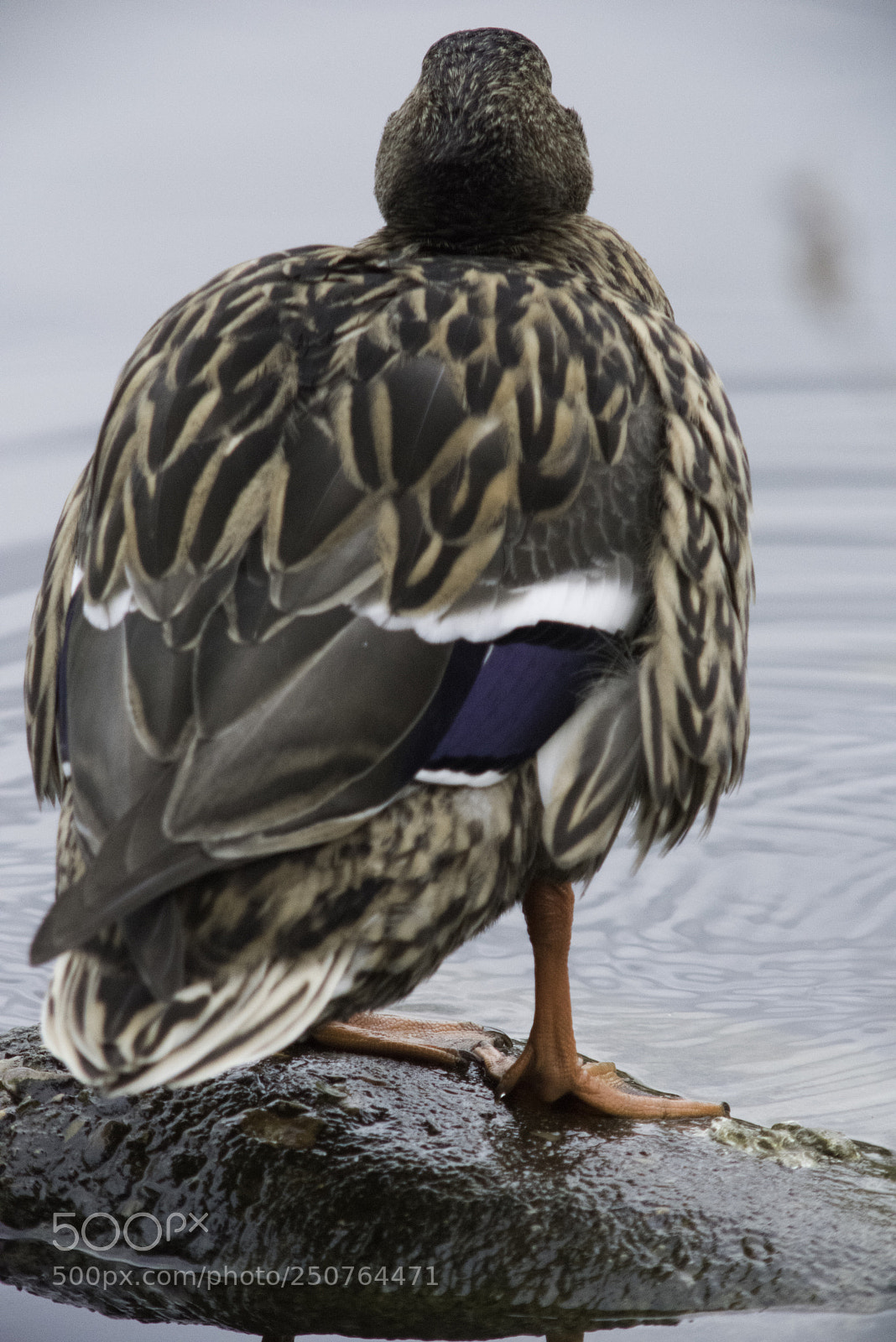 Nikon D810 sample photo. Mallard photography